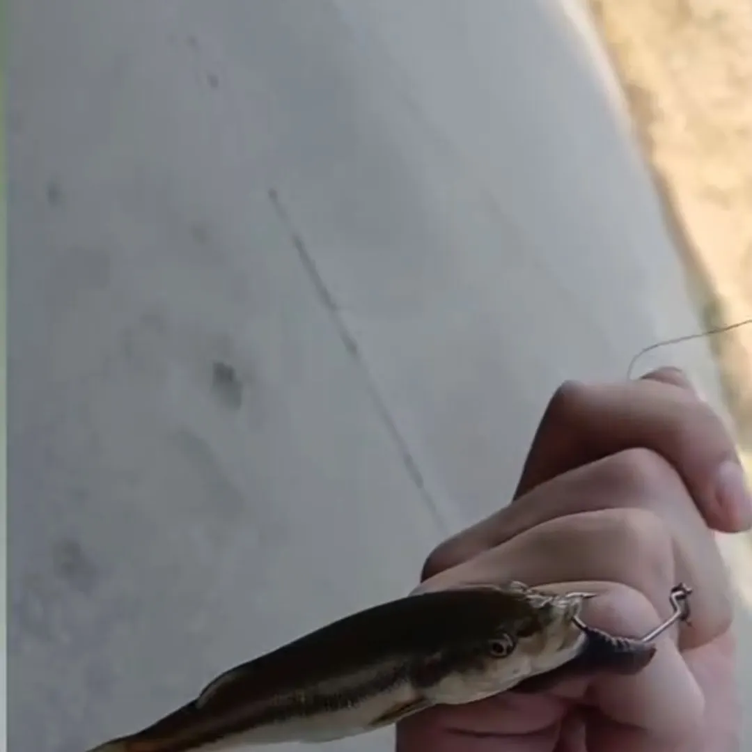 The most recent Eastern blacknose dace catches on Fishbrain