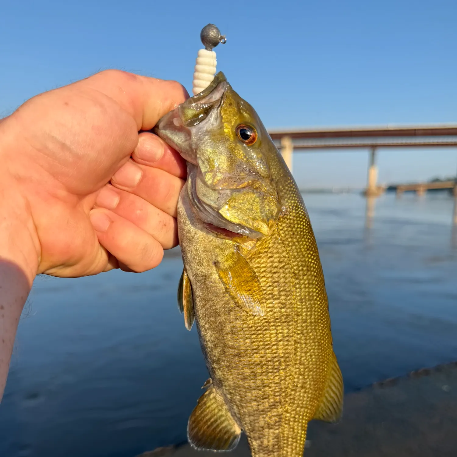 Smallmouth bass caught on Fishbrain