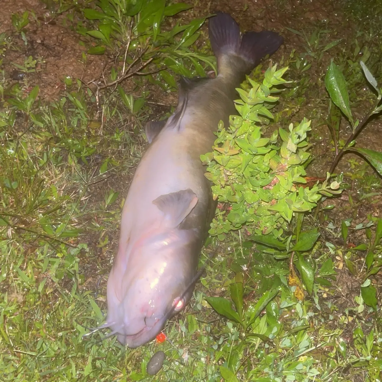 The most recent White bullhead catches on Fishbrain