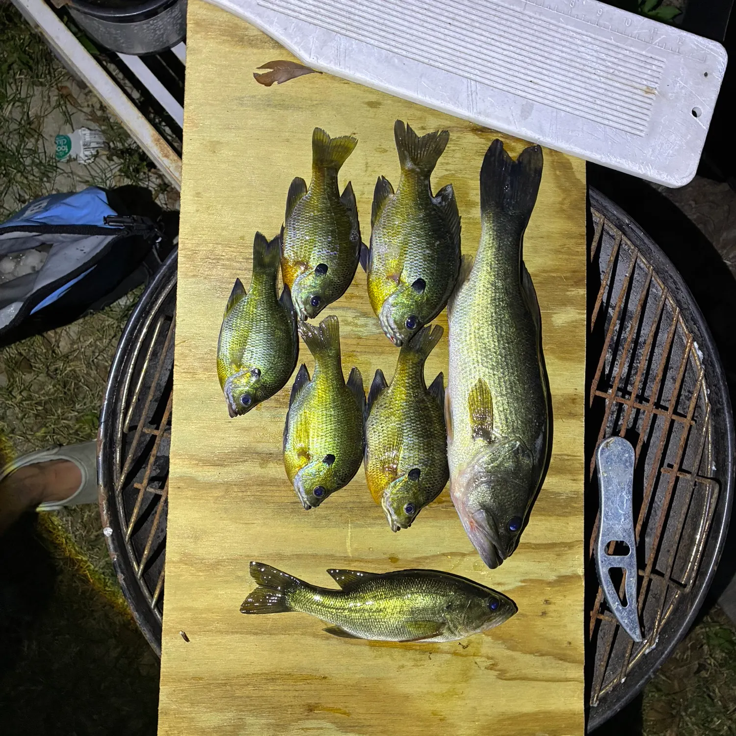 recently logged catches