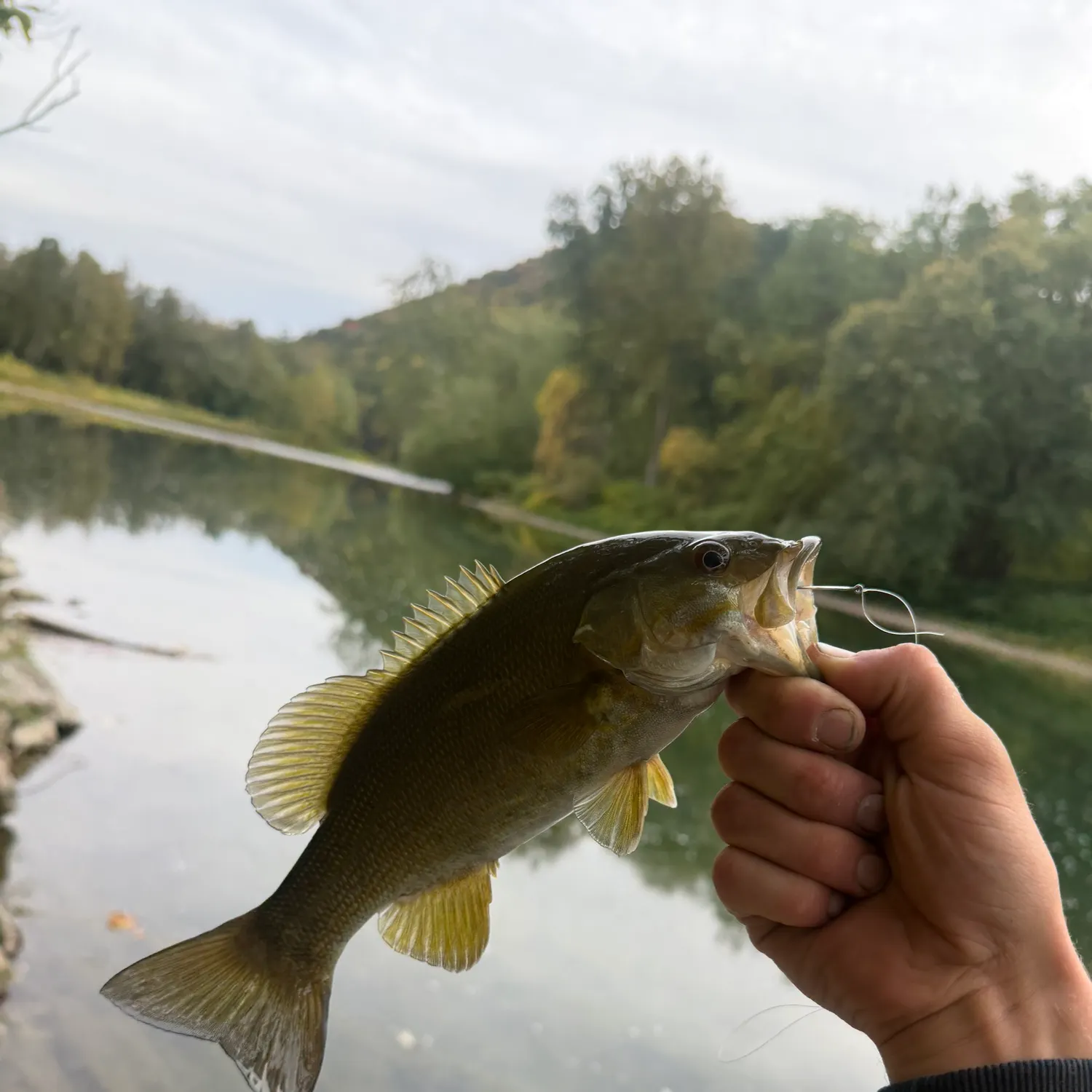 Smallmouth bass caught on Fishbrain