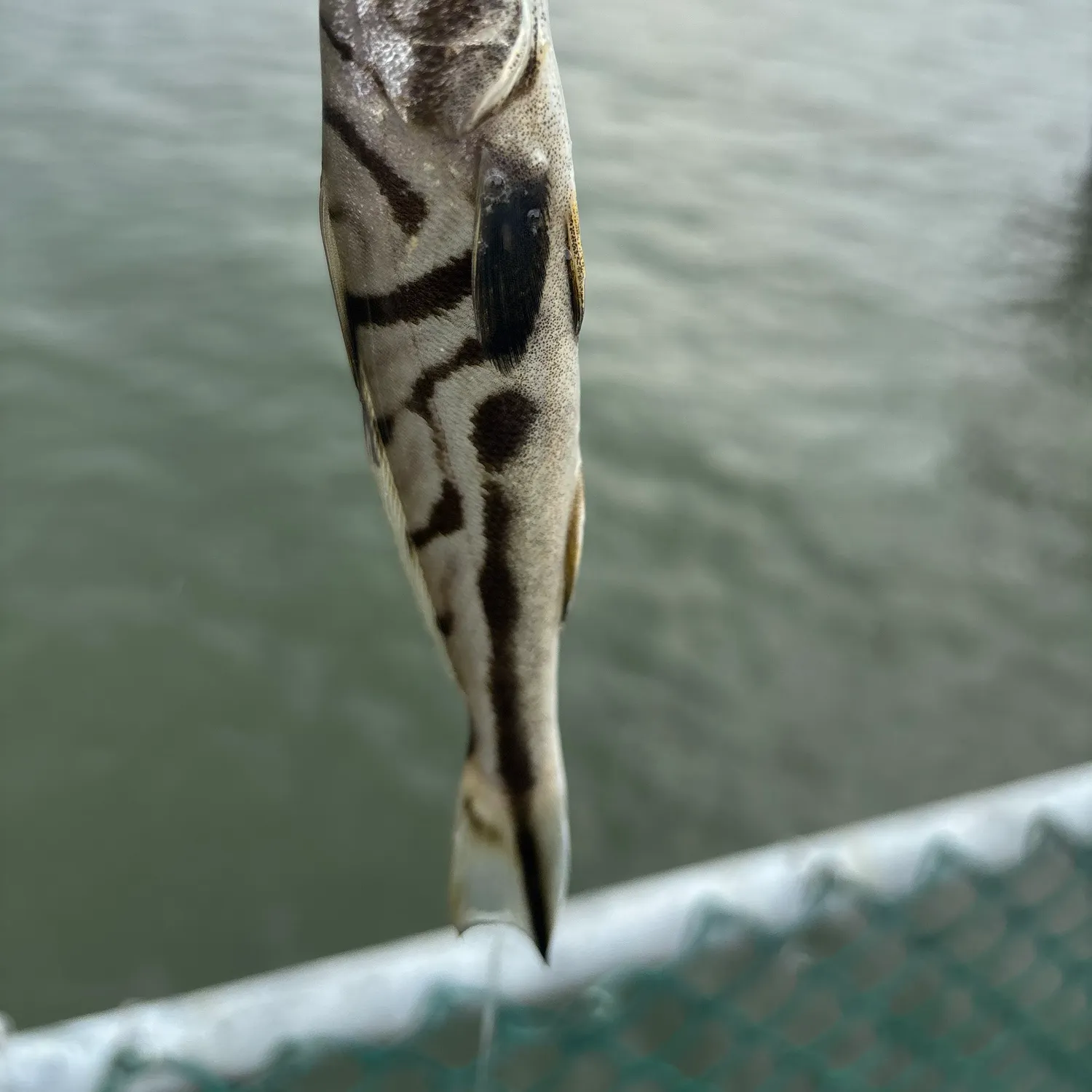 Northern kingcroaker caught on Fishbrain