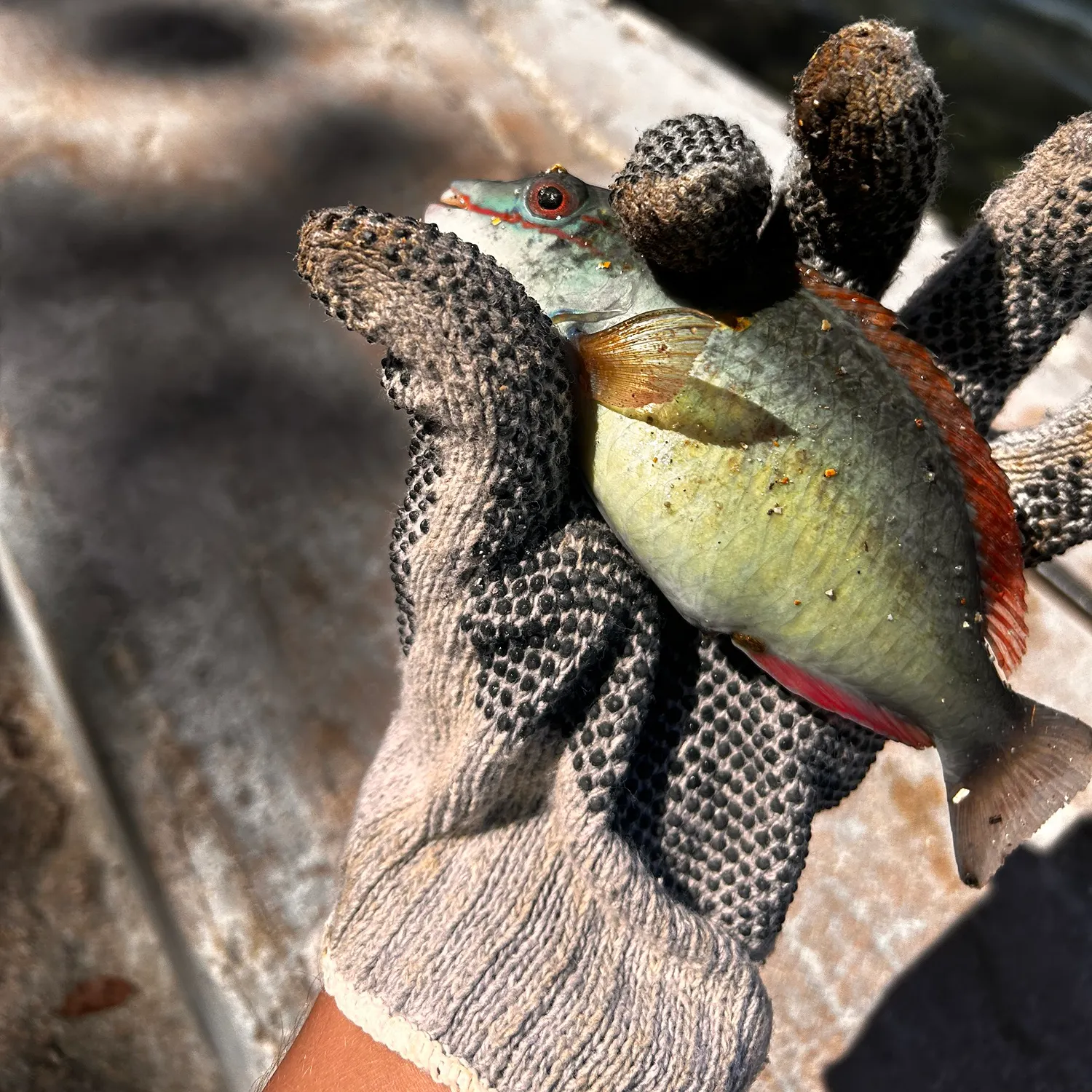 The most recent Stoplight parrotfish catches on Fishbrain