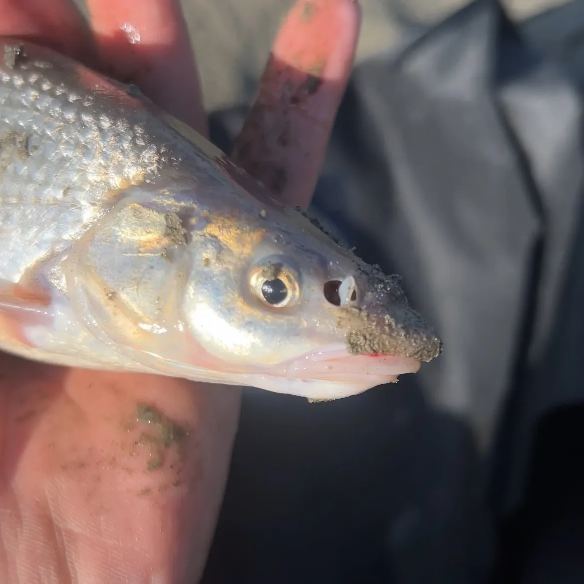 The most recent Flathead chub catches on Fishbrain