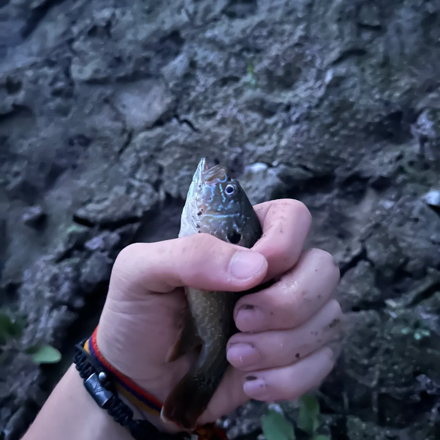 Green sunfish caught on Fishbrain