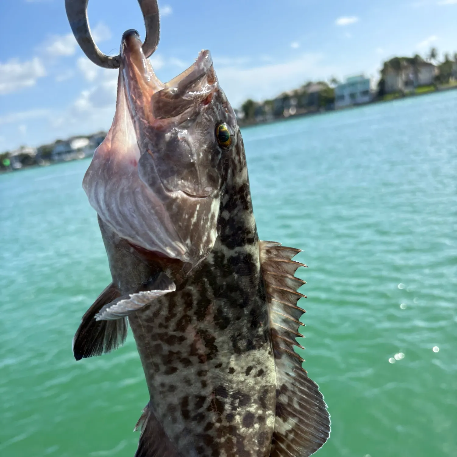 The most recent Gag grouper catches on Fishbrain