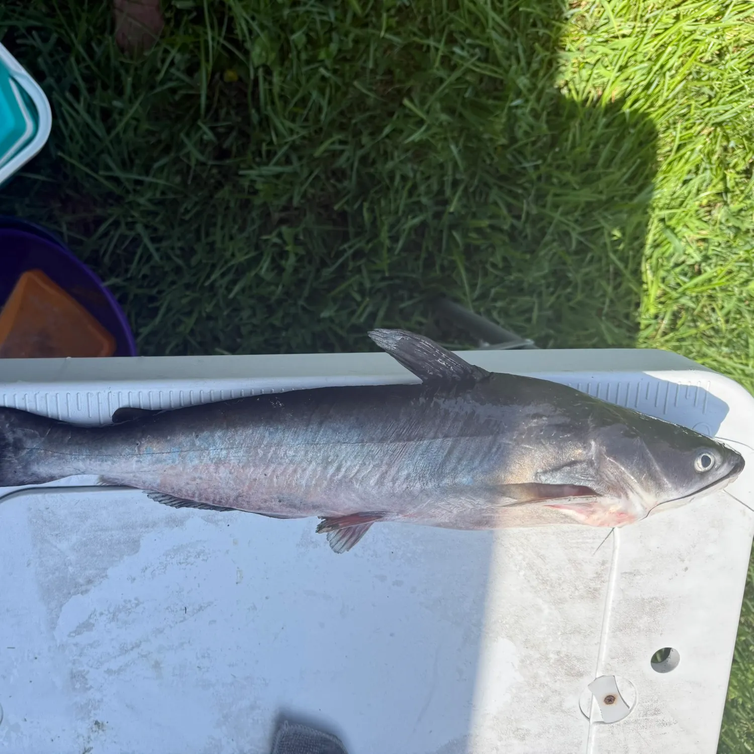 Blue catfish caught on Fishbrain