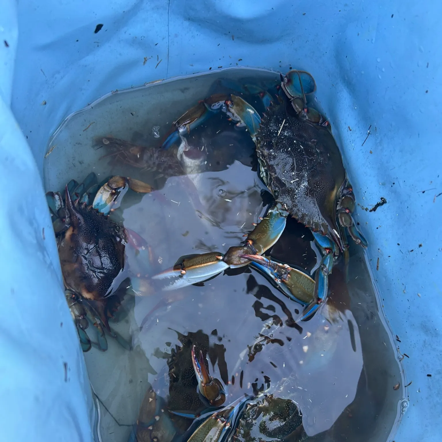 The most recent Blue crab catches on Fishbrain