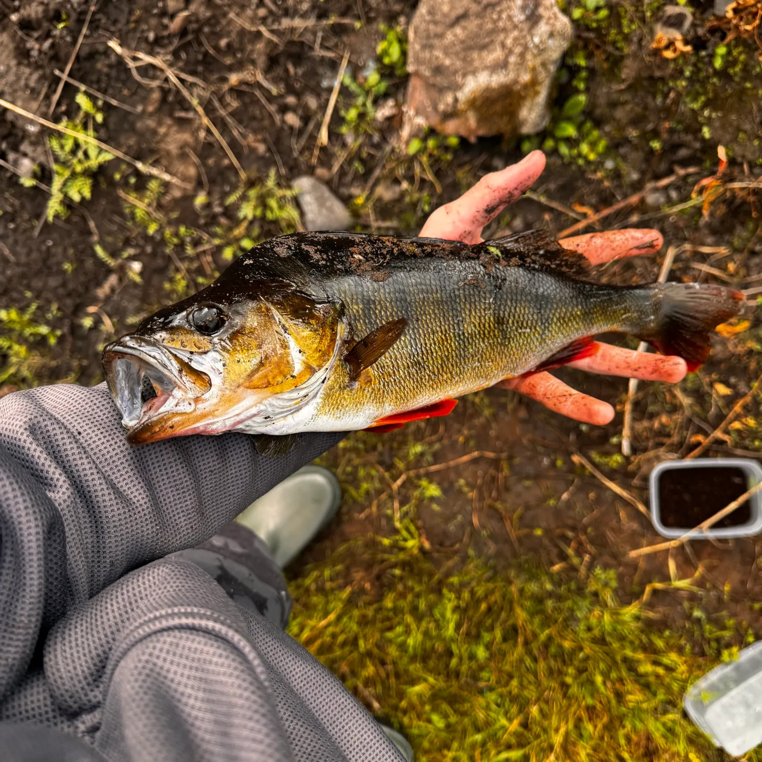 European perch caught on Fishbrain