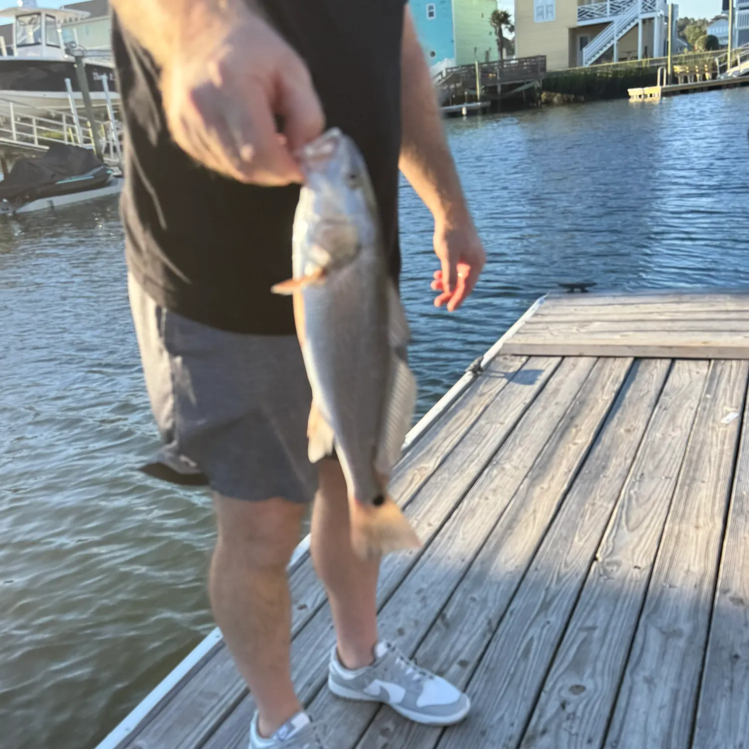 Red drum caught on Fishbrain