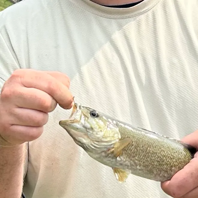 Smallmouth bass caught on Fishbrain