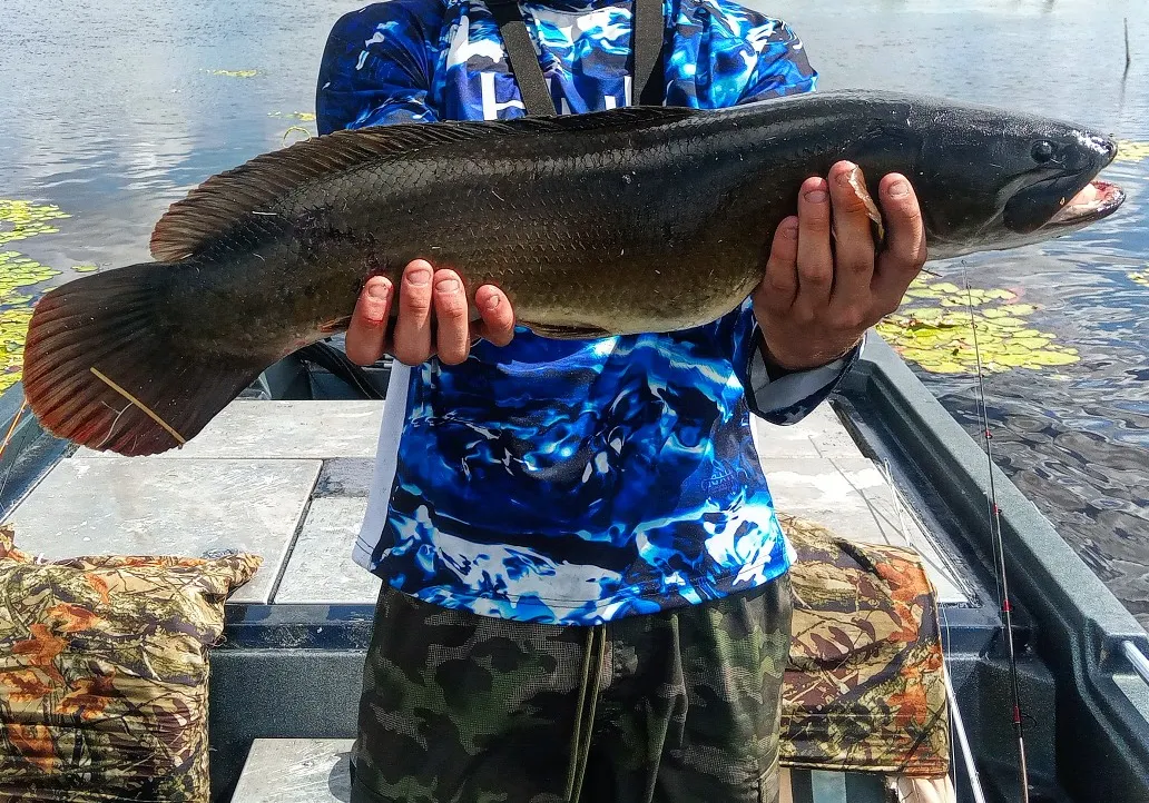 Bowfin