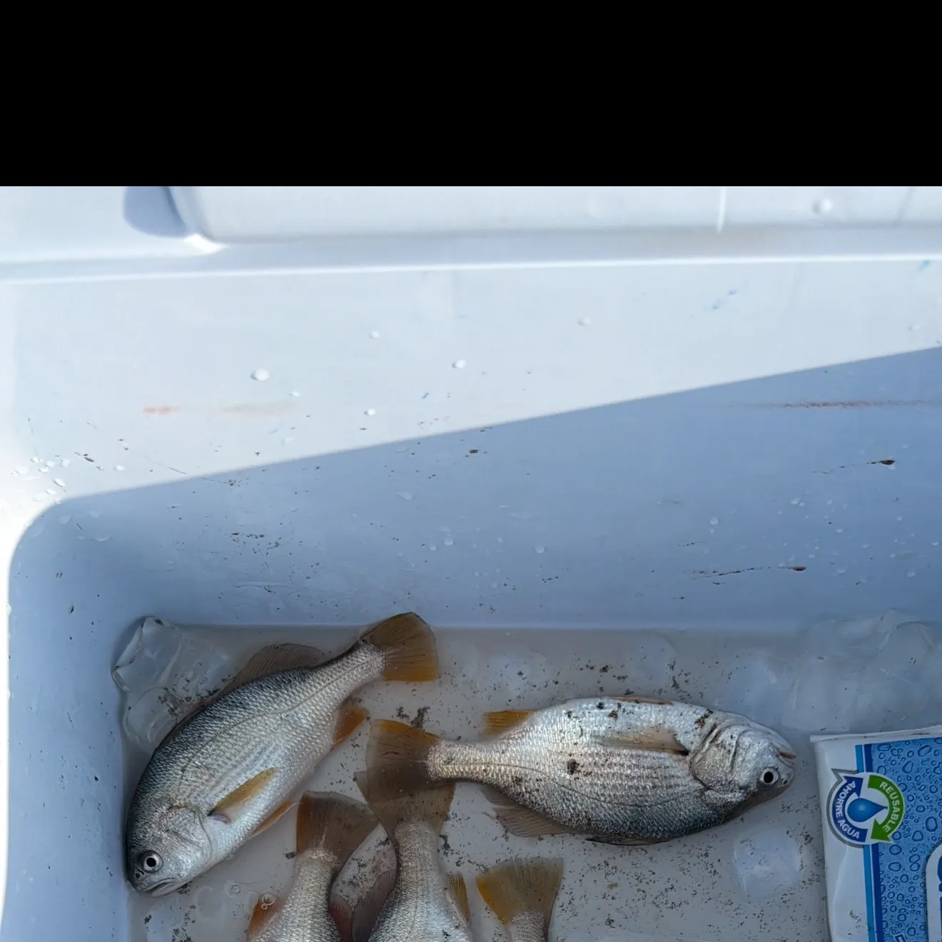 Barred surfperch caught on Fishbrain