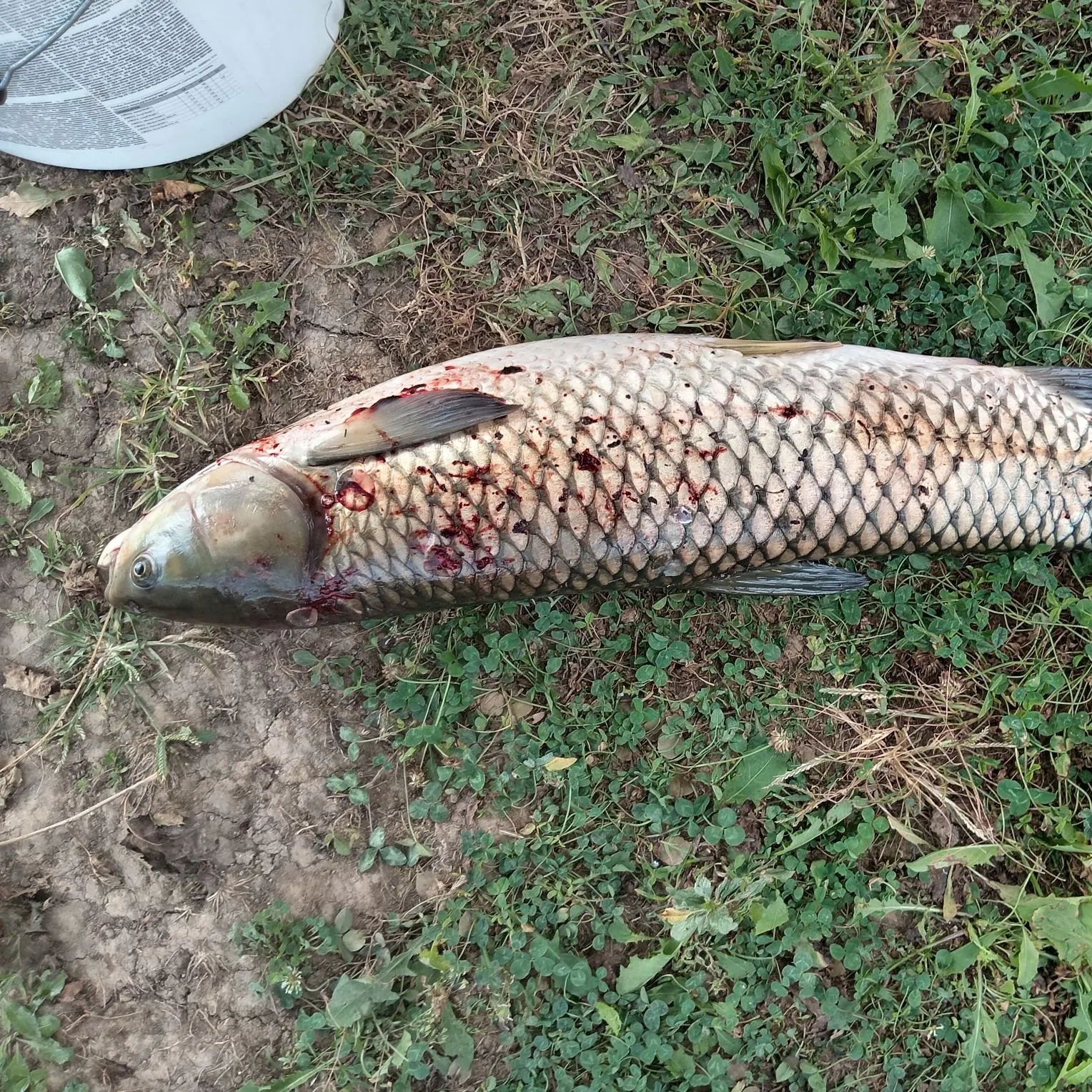 Grass carp caught on Fishbrain