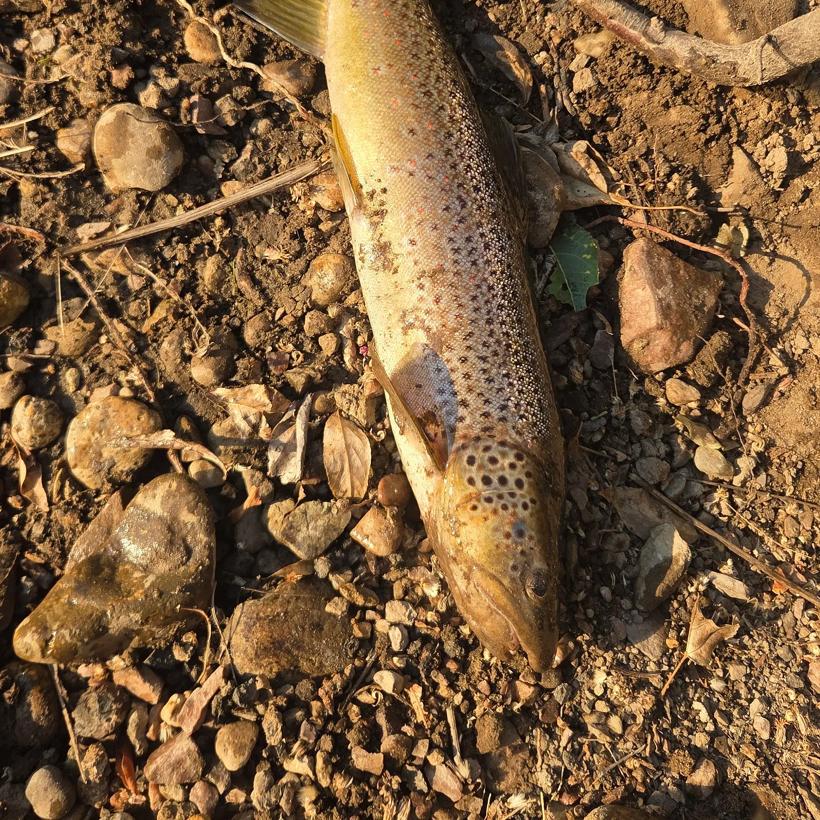 Brown trout caught on Fishbrain