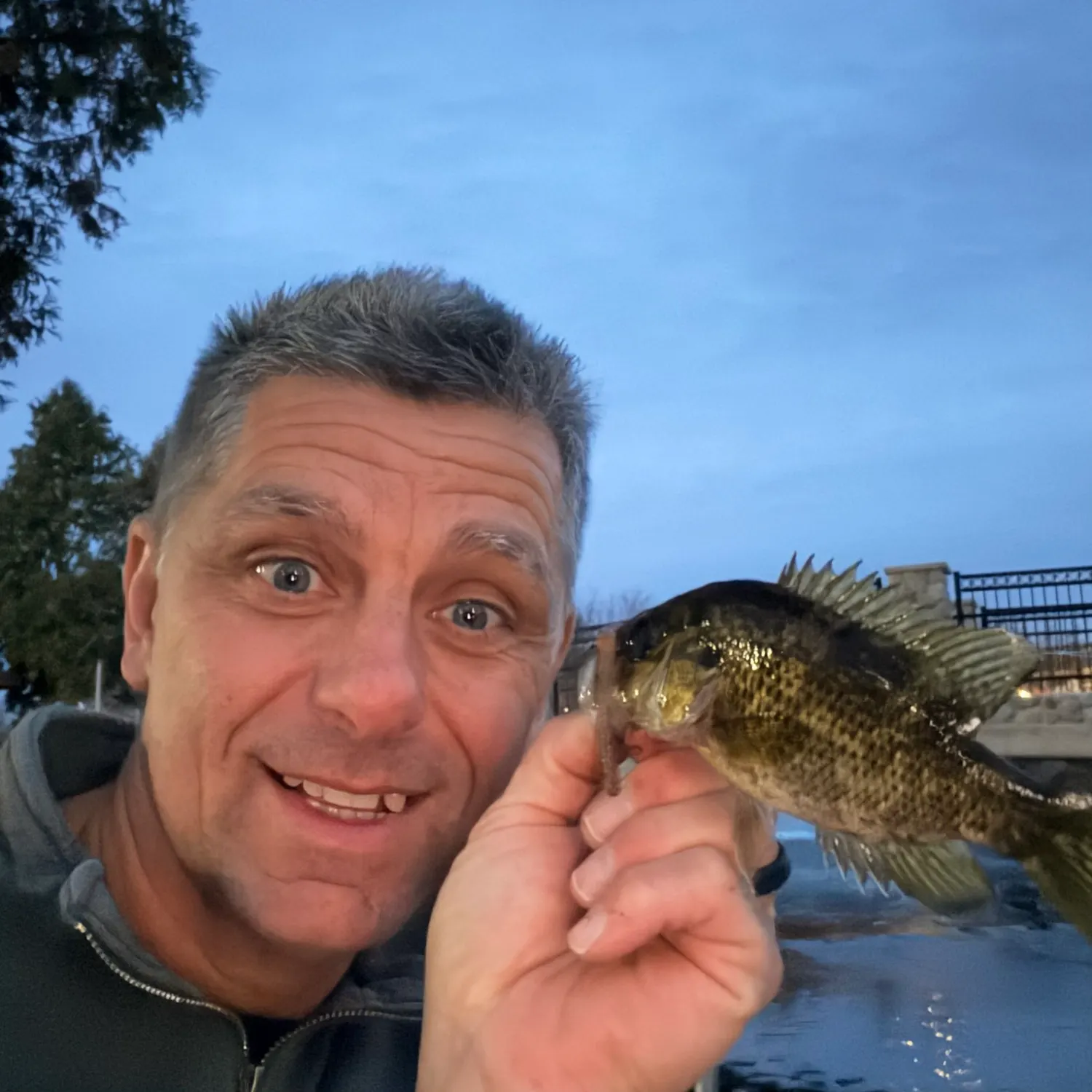 Rock bass caught on Fishbrain