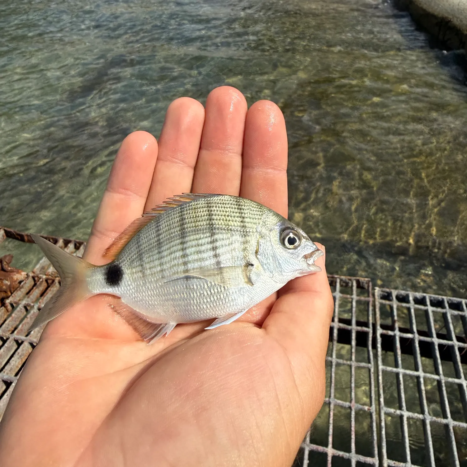 The most recent White seabream catches on Fishbrain