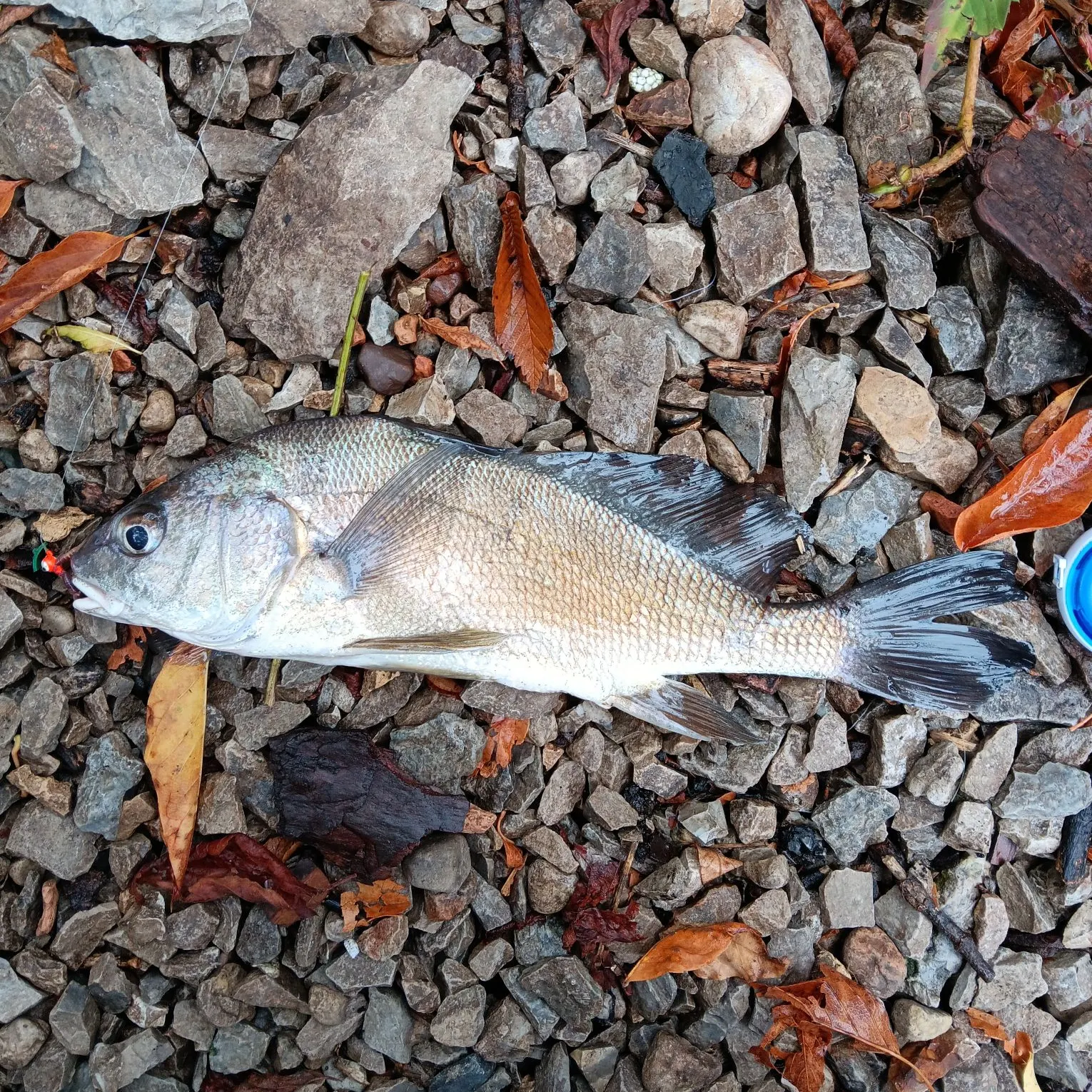 Freshwater drum caught on Fishbrain