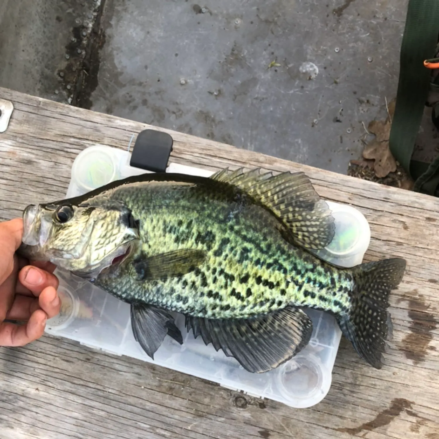 angler catch