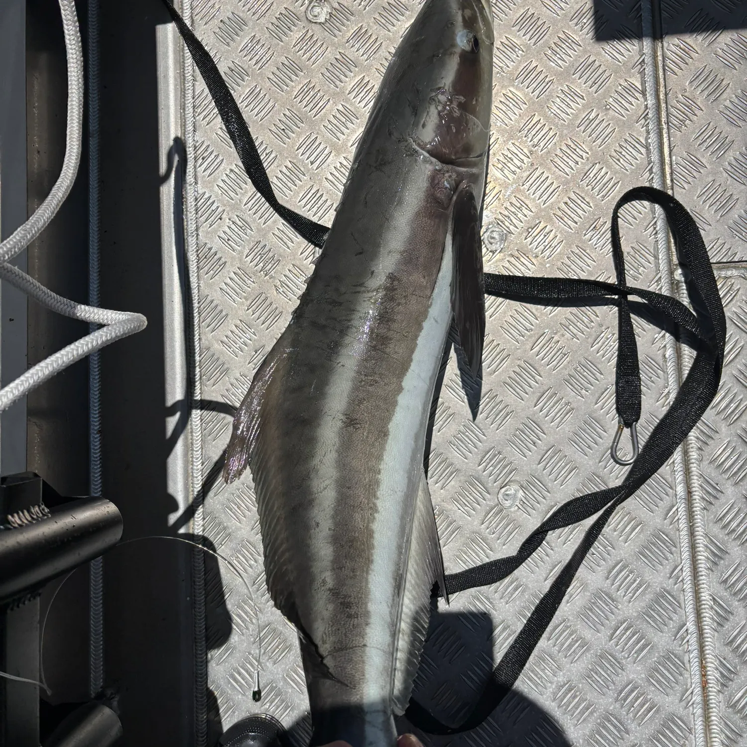 The most recent Cobia catches on Fishbrain