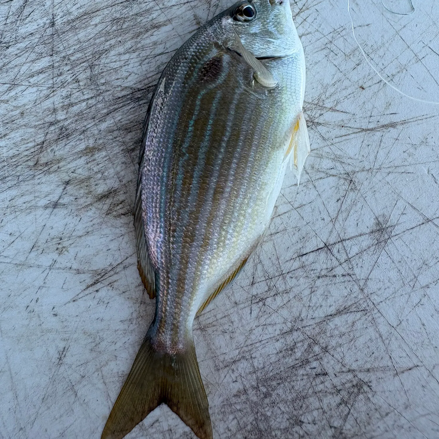 The most recent Pinfish catches on Fishbrain