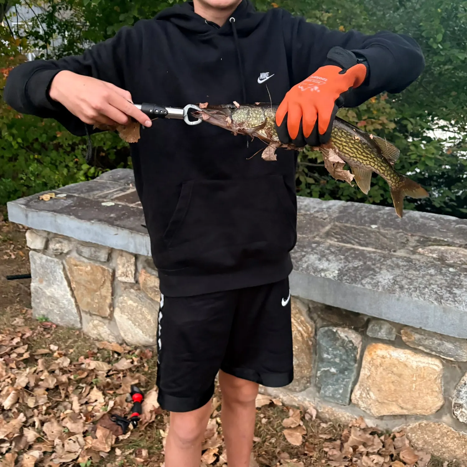 Chain pickerel caught on Fishbrain