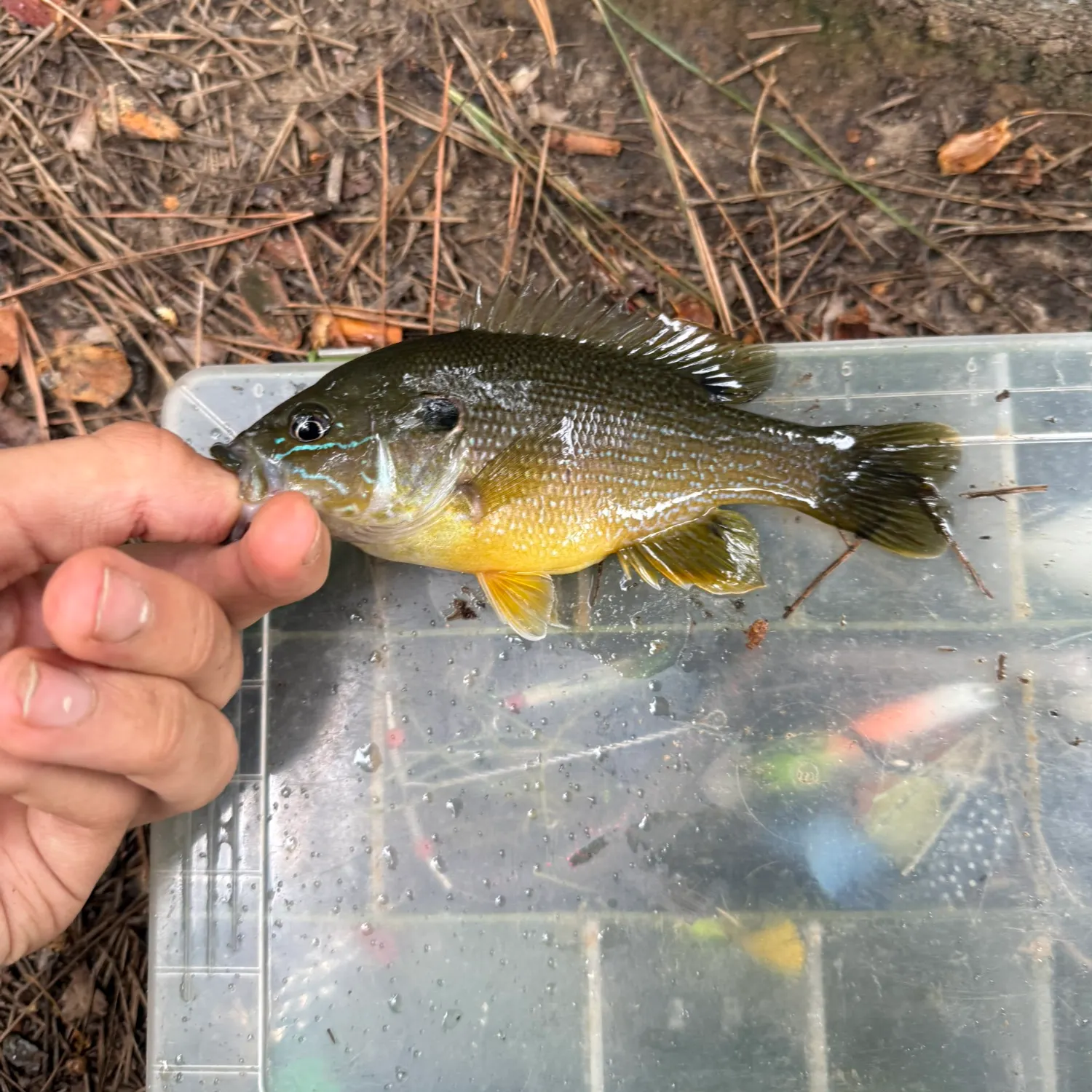 Green sunfish caught on Fishbrain