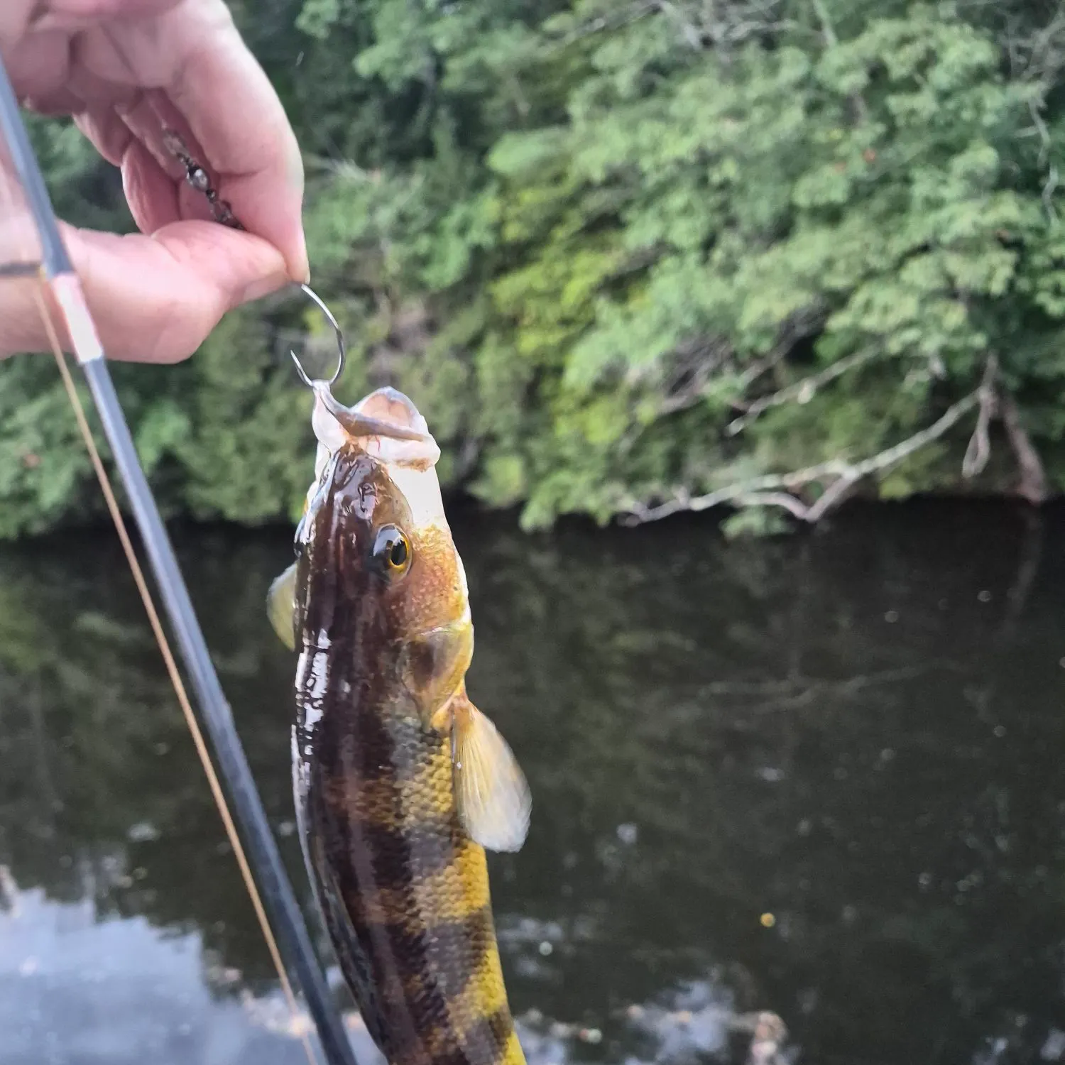 Yellow perch caught on Fishbrain