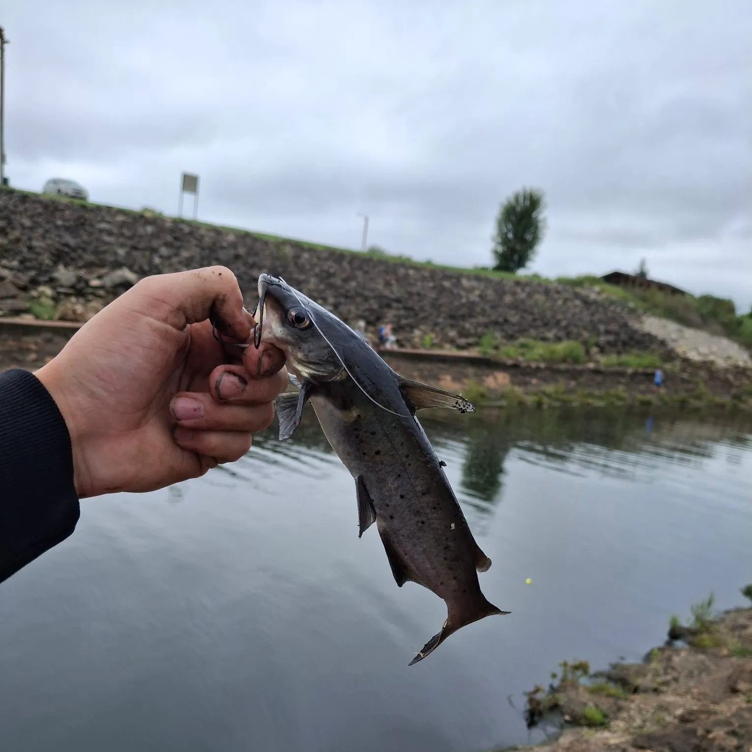 Channel catfish caught on Fishbrain