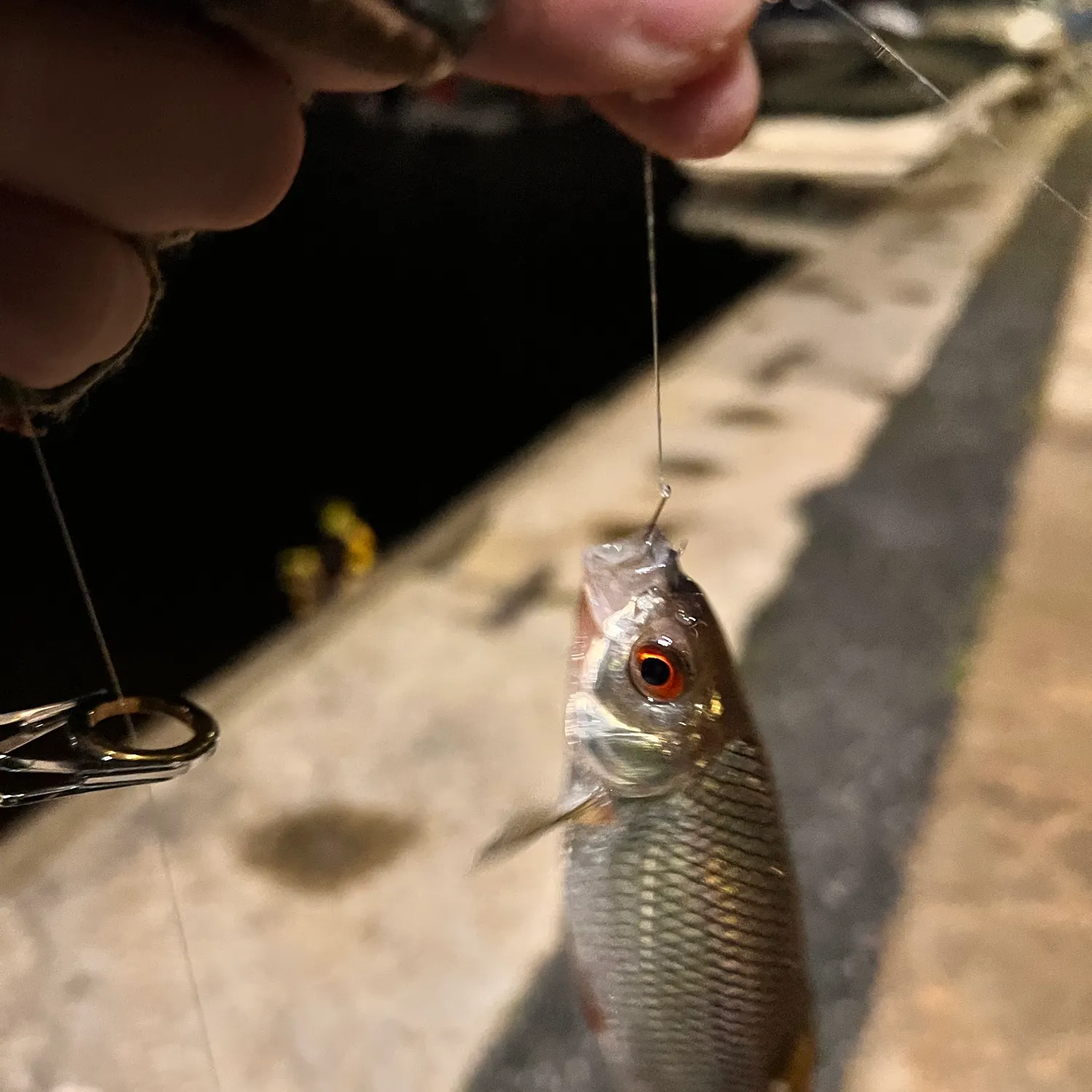 Common roach caught on Fishbrain