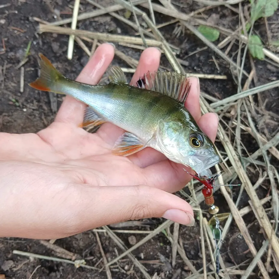 European perch caught on Fishbrain