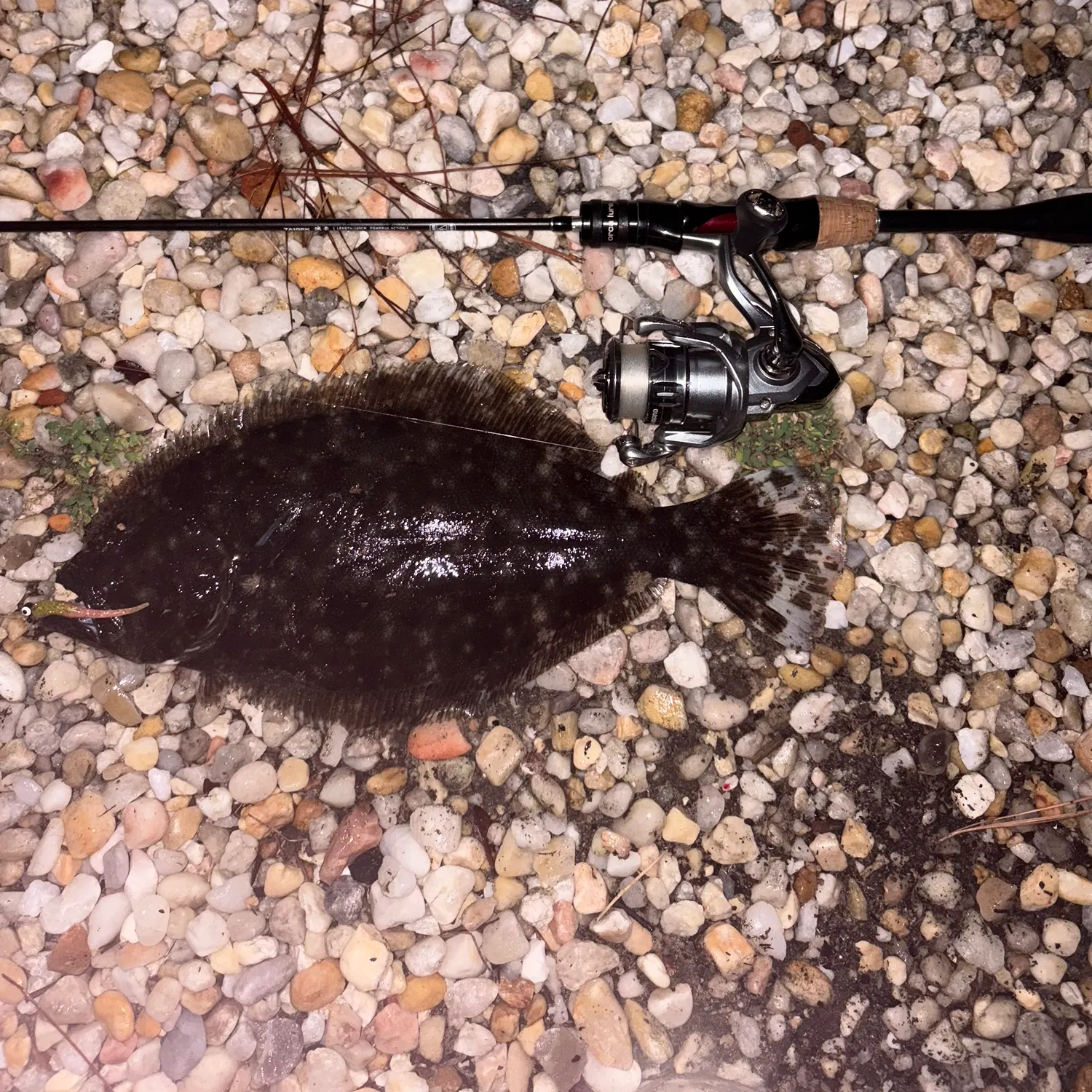 Summer flounder caught on Fishbrain