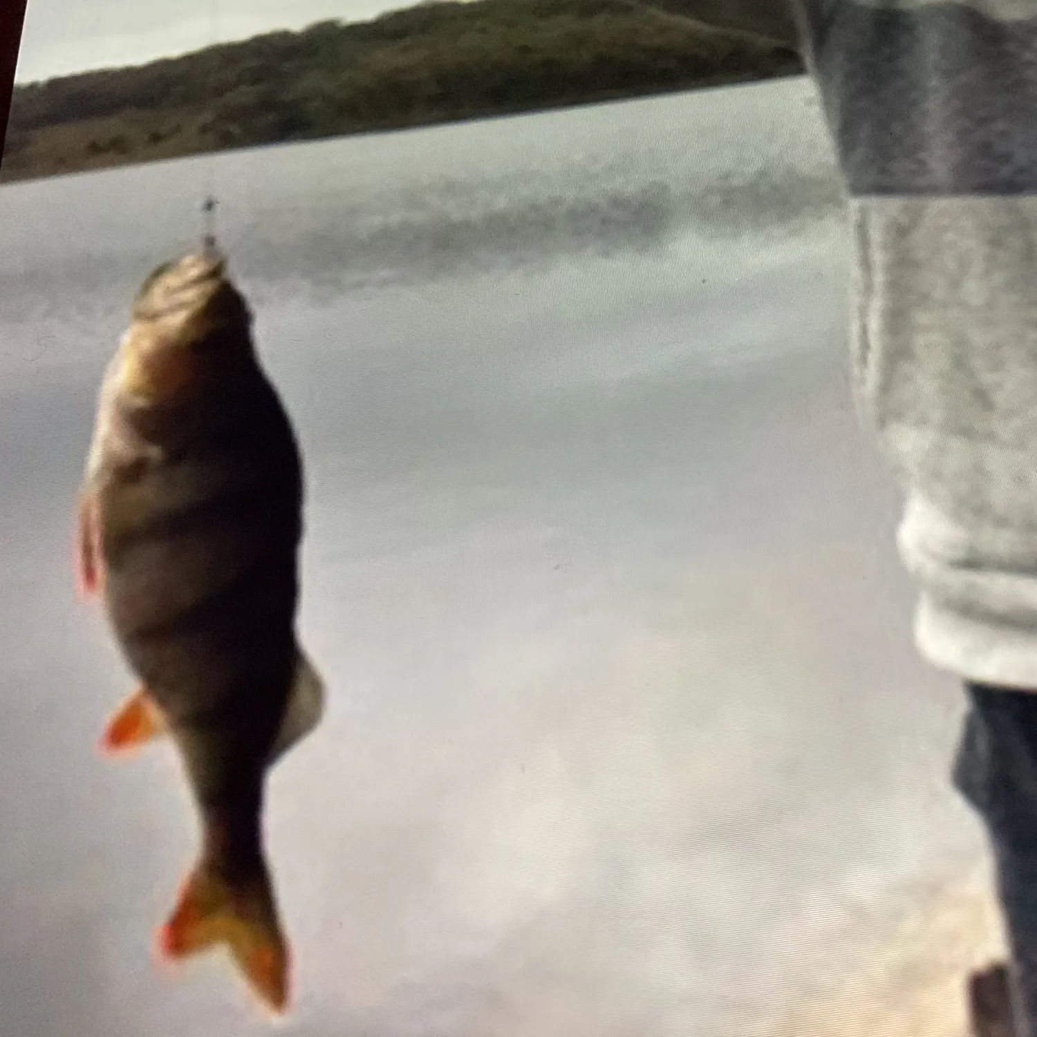 European perch caught on Fishbrain