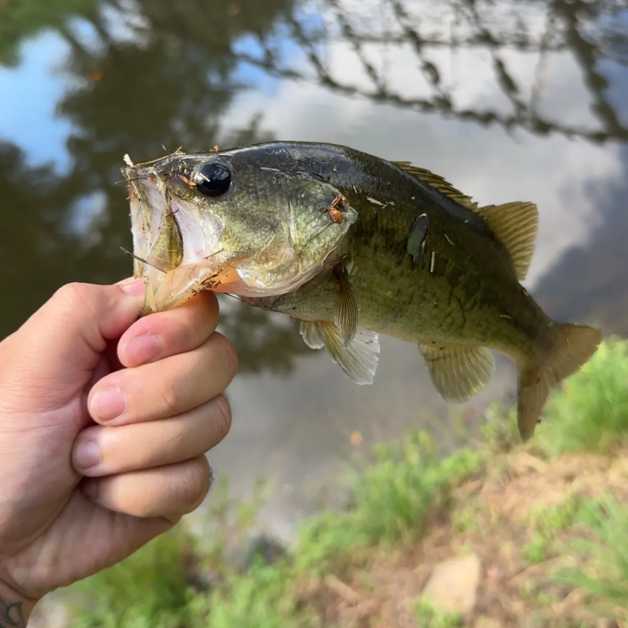 Largemouth bass caught on Fishbrain