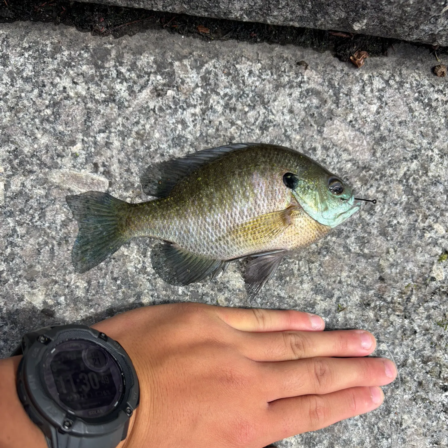 catch