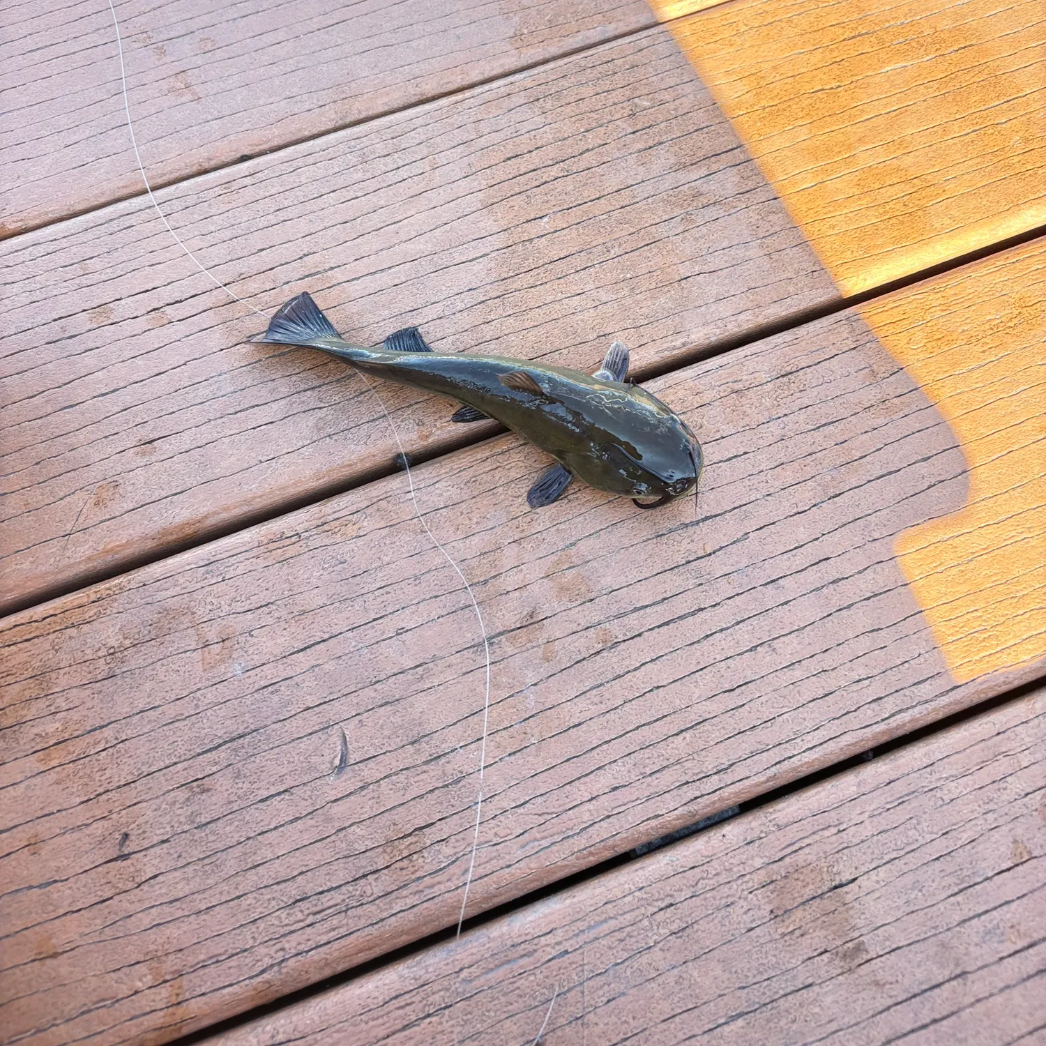 Brown bullhead caught on Fishbrain