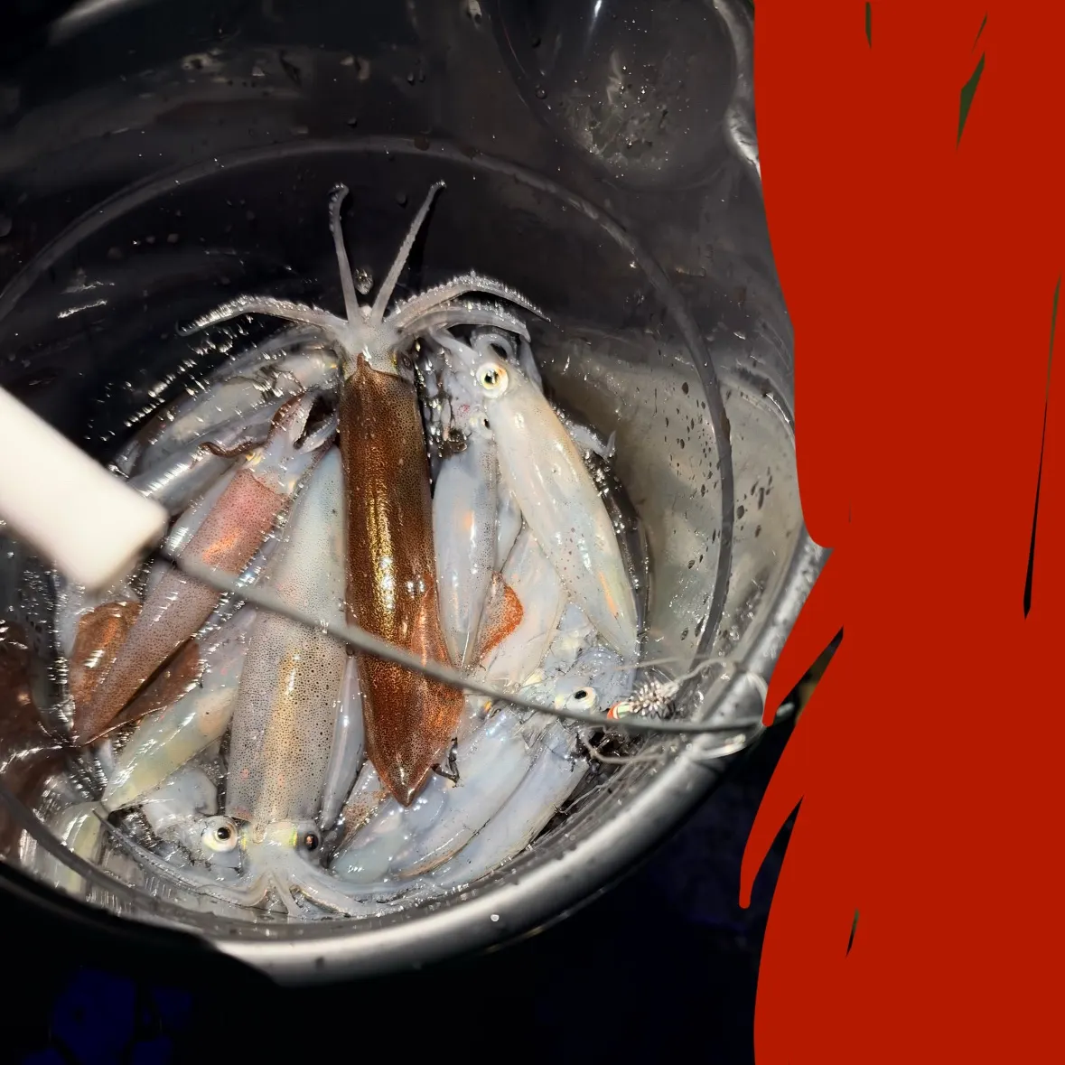 The most recent Market squid catches on Fishbrain