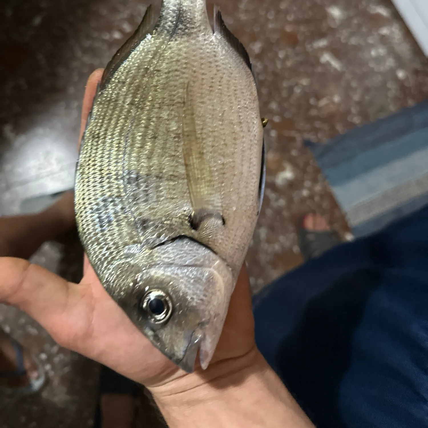 White seabream caught on Fishbrain