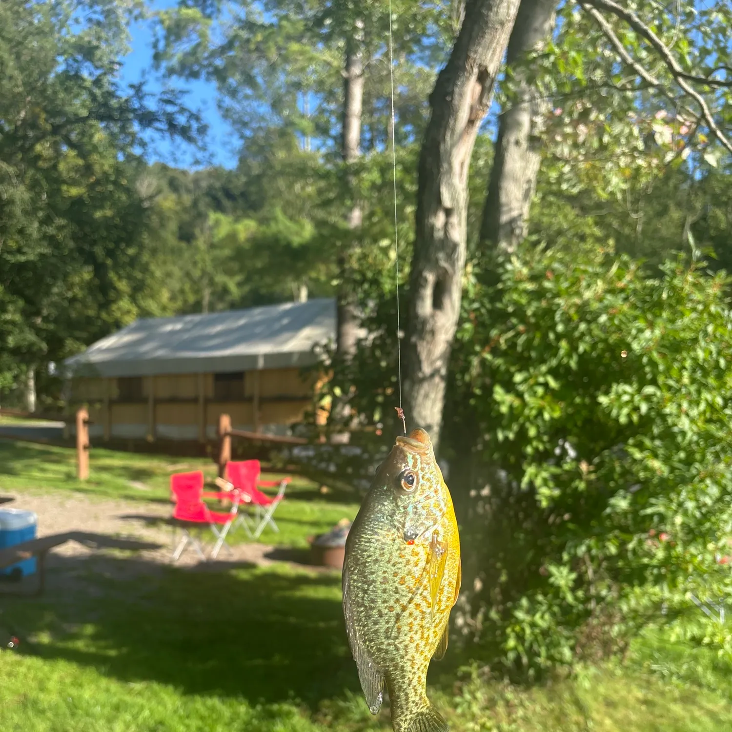 Bluegill caught on Fishbrain