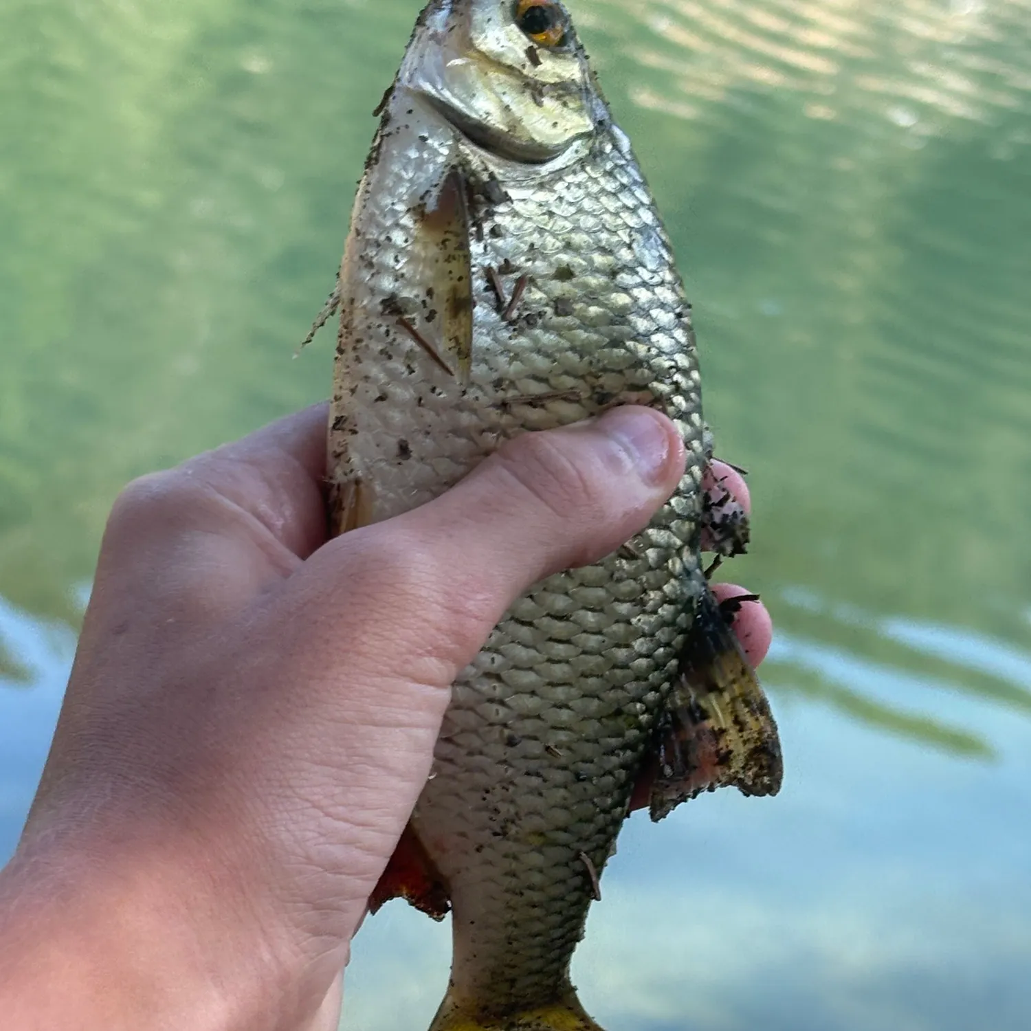 Common roach caught on Fishbrain