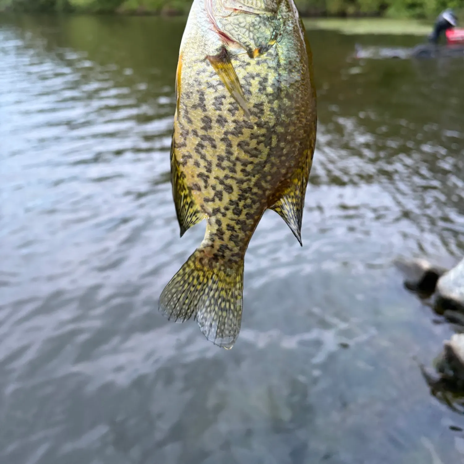 Fish caught on Fishbrain