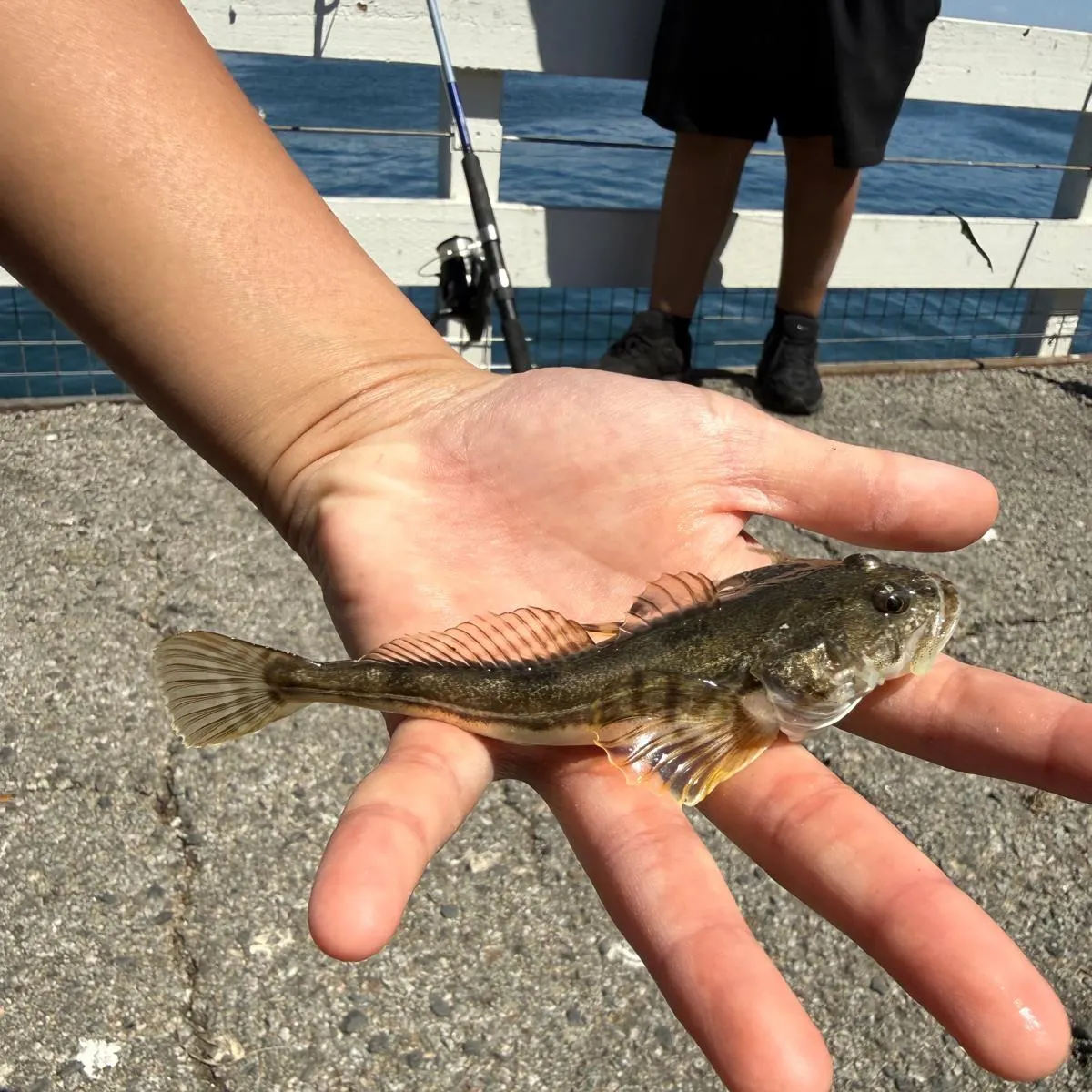 Pacific staghorn sculpin caught on Fishbrain