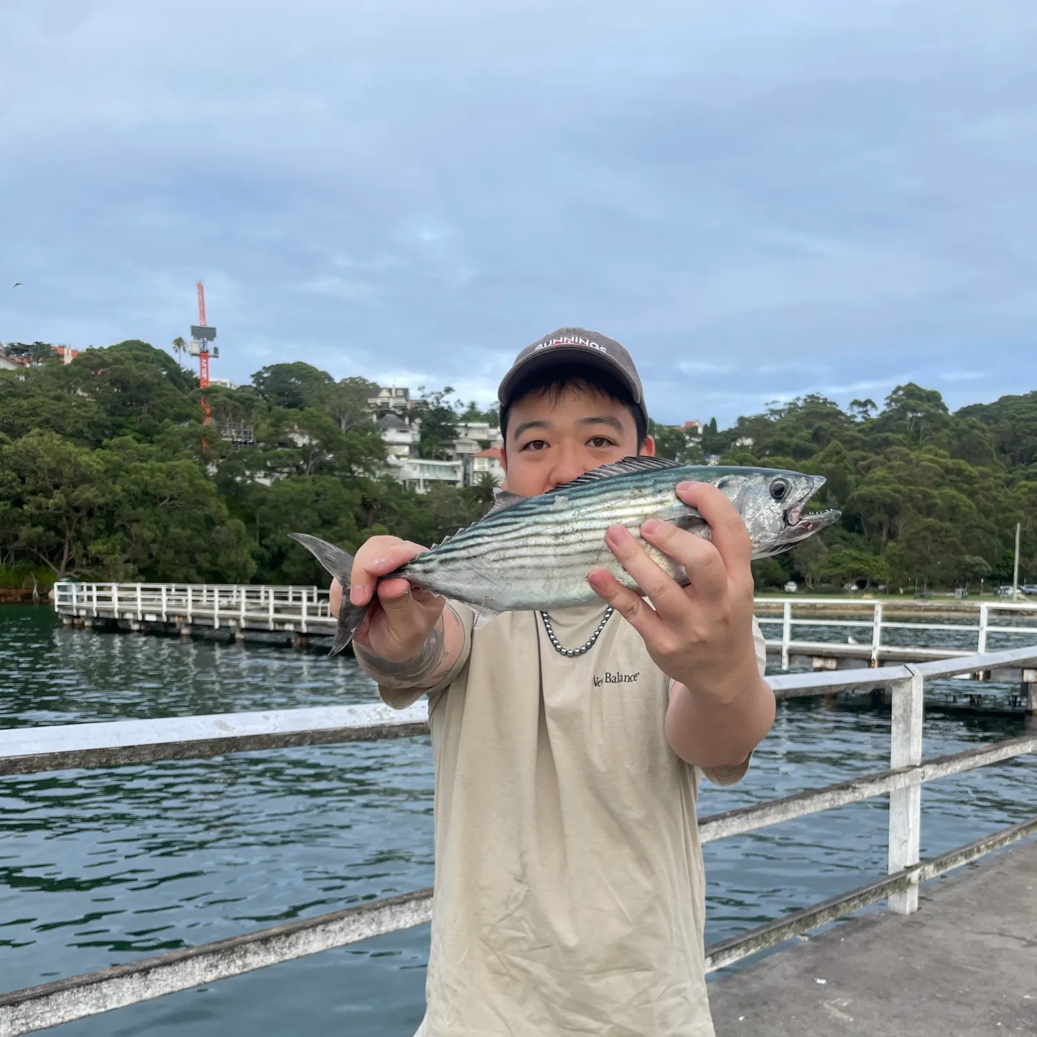 The most recent Australian bonito catches on Fishbrain