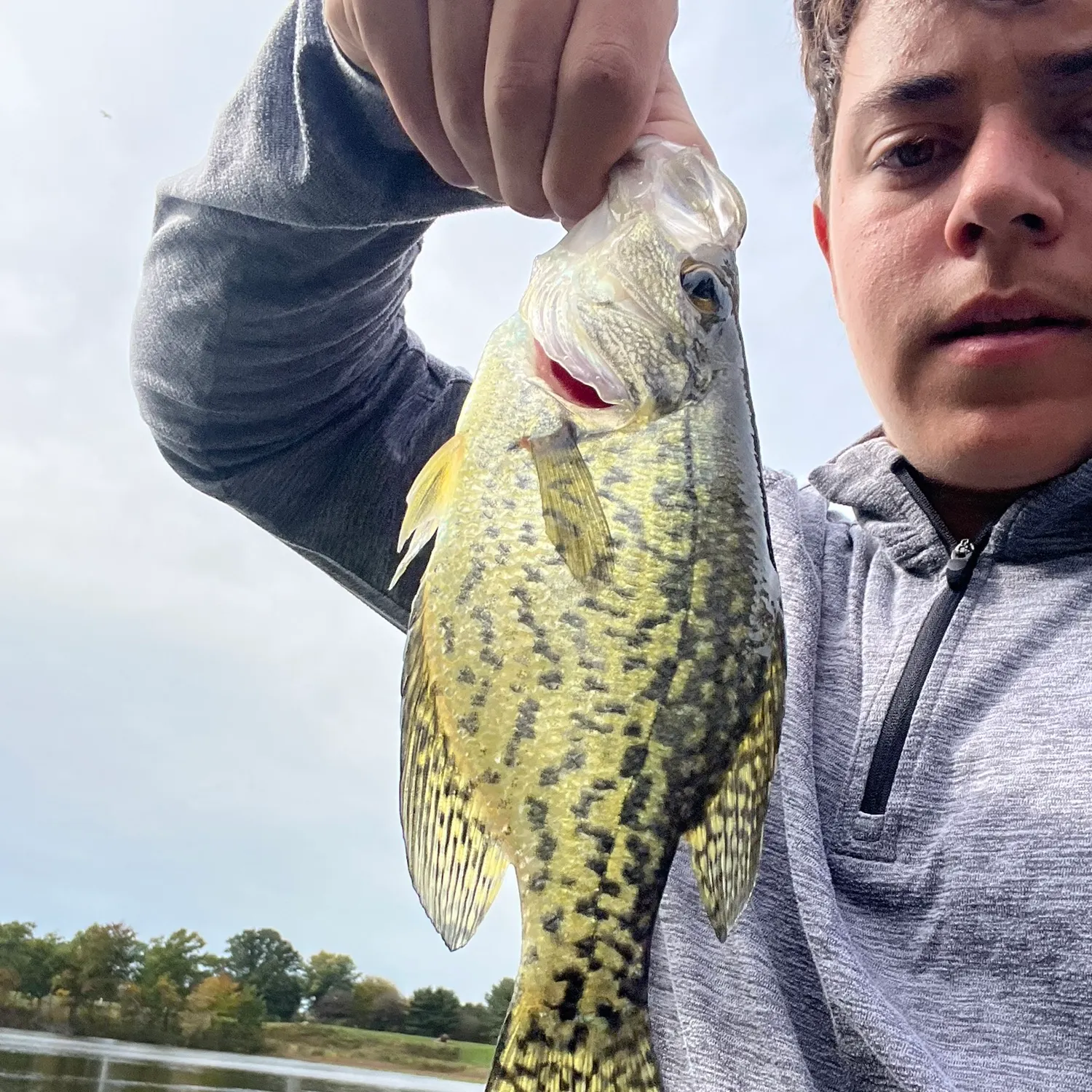 Black crappie caught on Fishbrain