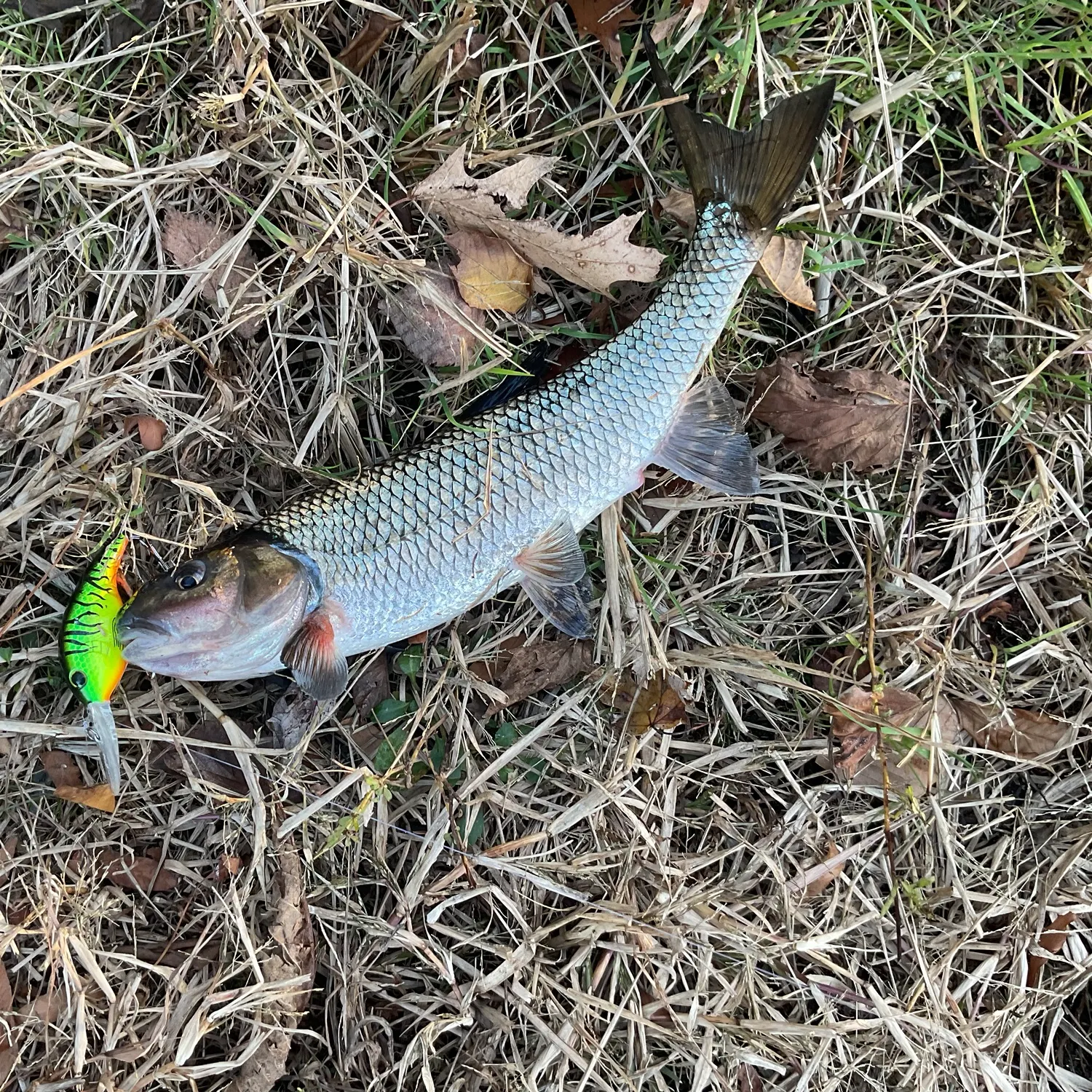 Fallfish caught on Fishbrain