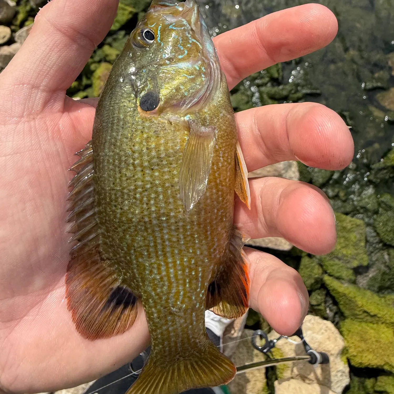 Green sunfish caught on Fishbrain