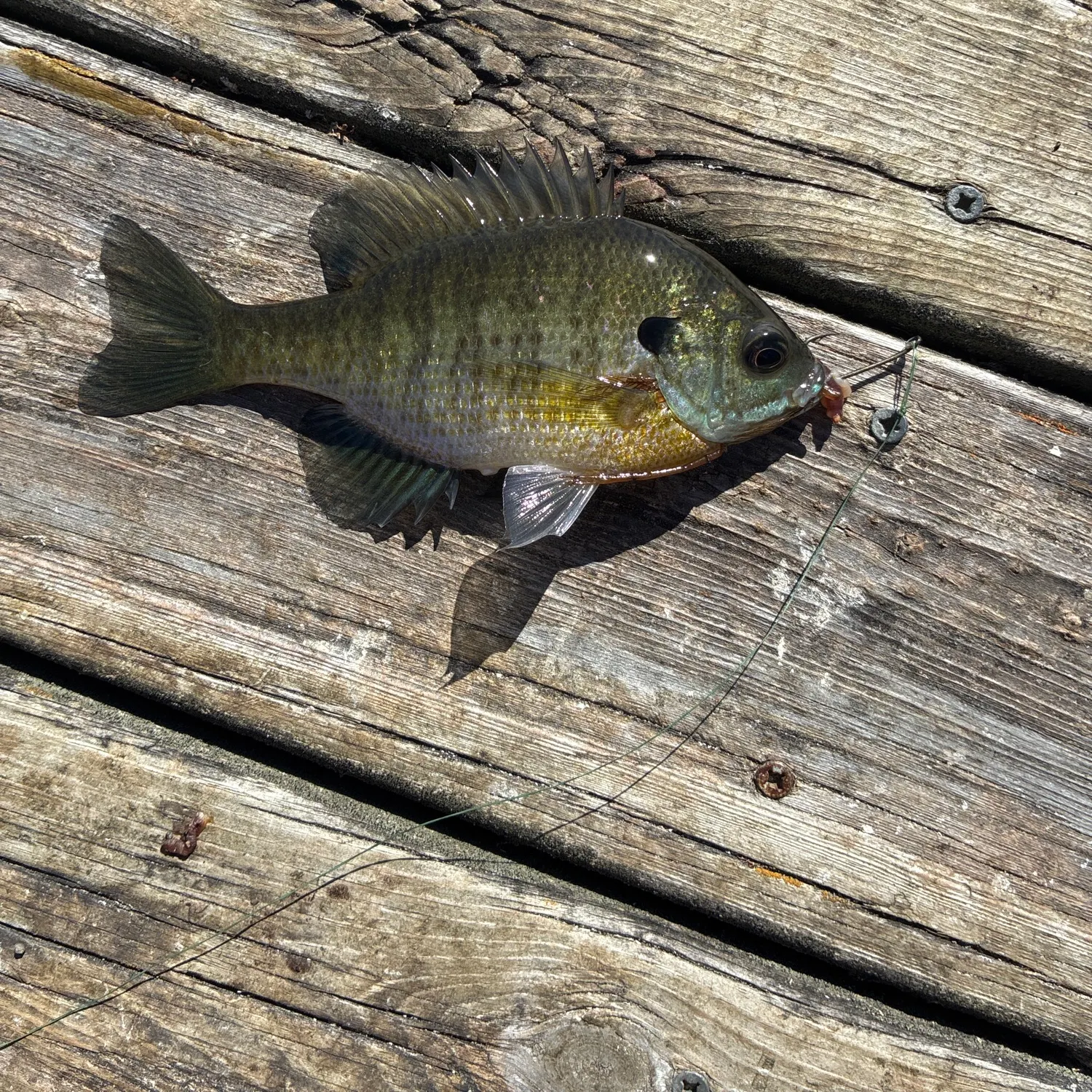 Bluegill caught on Fishbrain