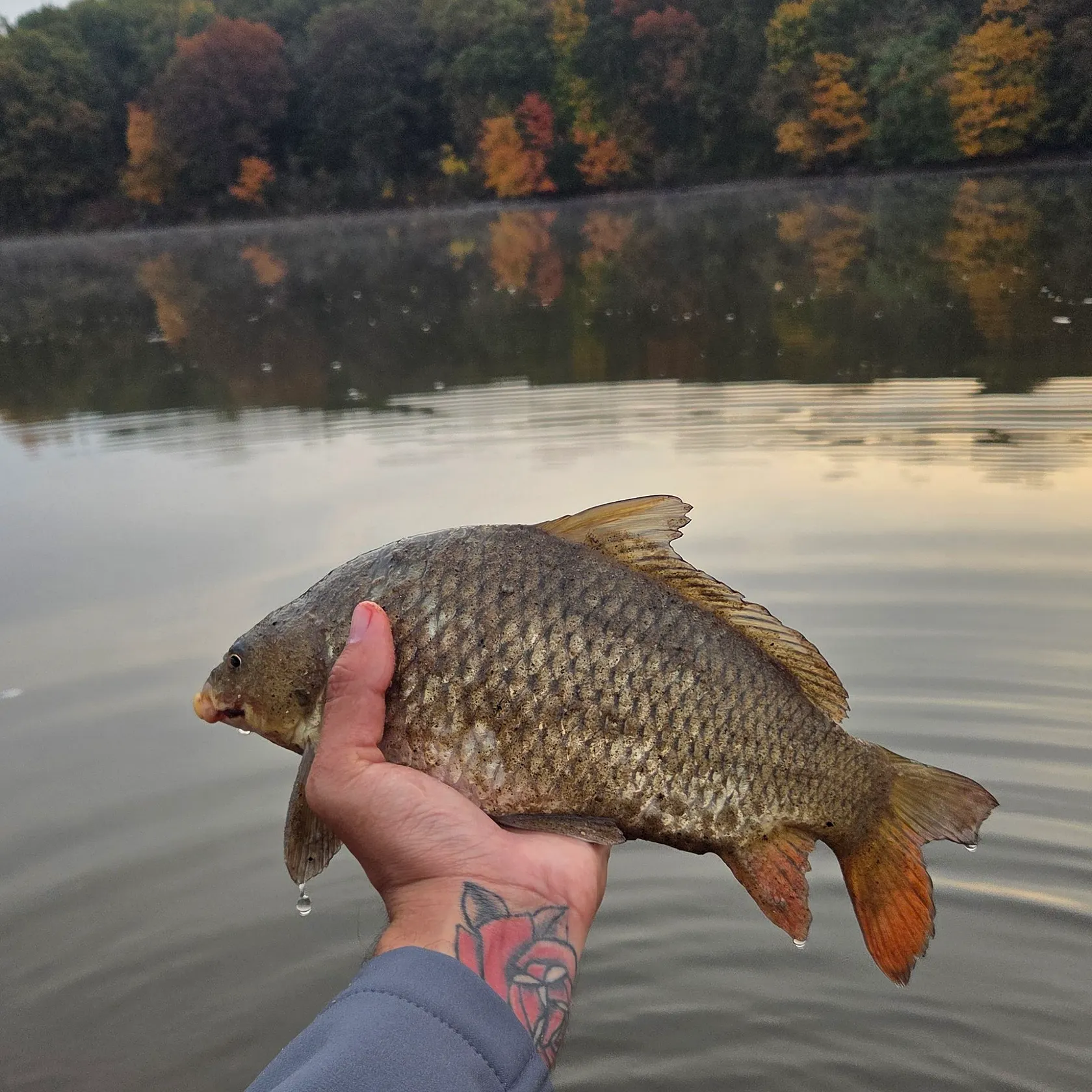 Common carp caught on Fishbrain