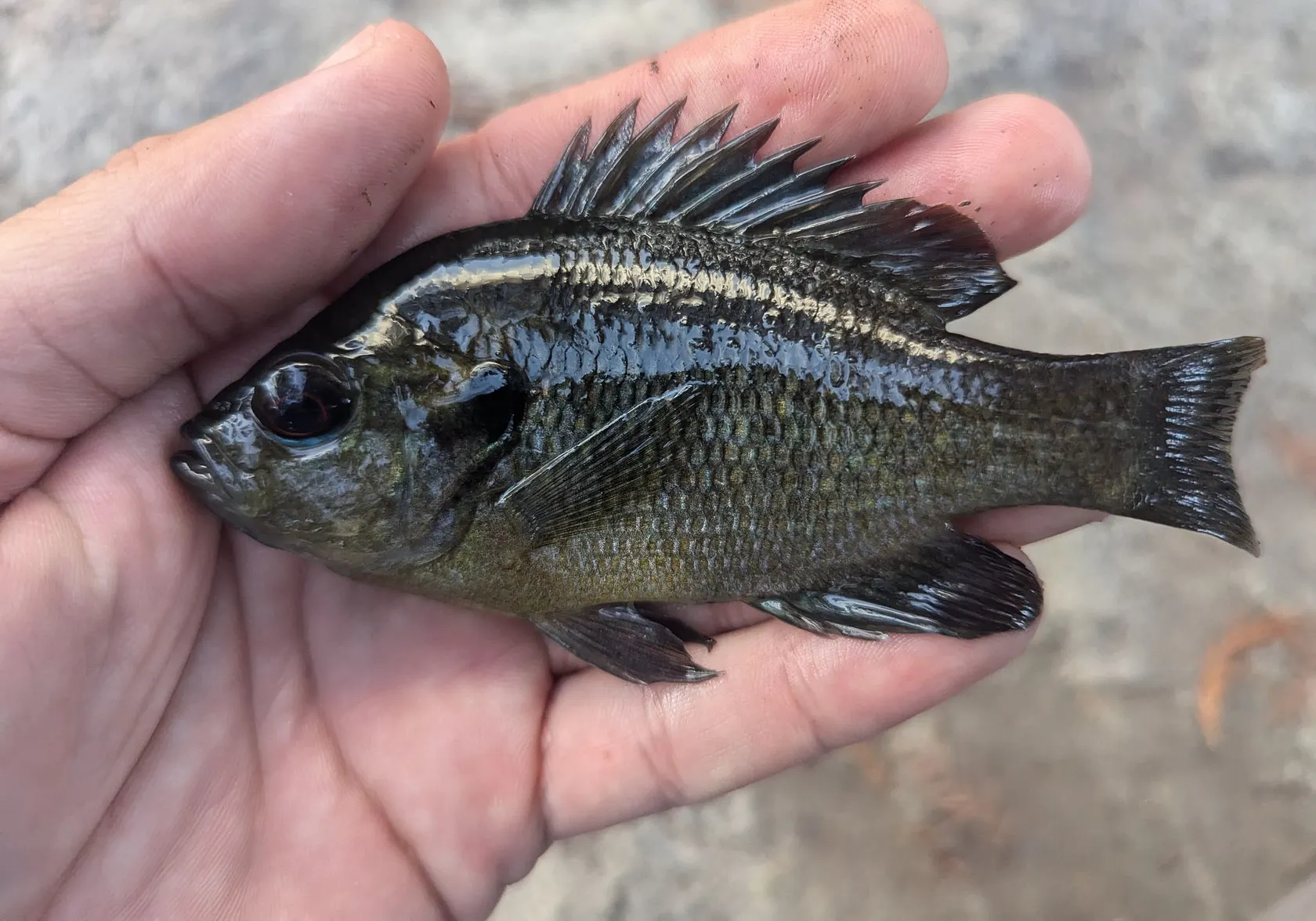 Redspotted sunfish