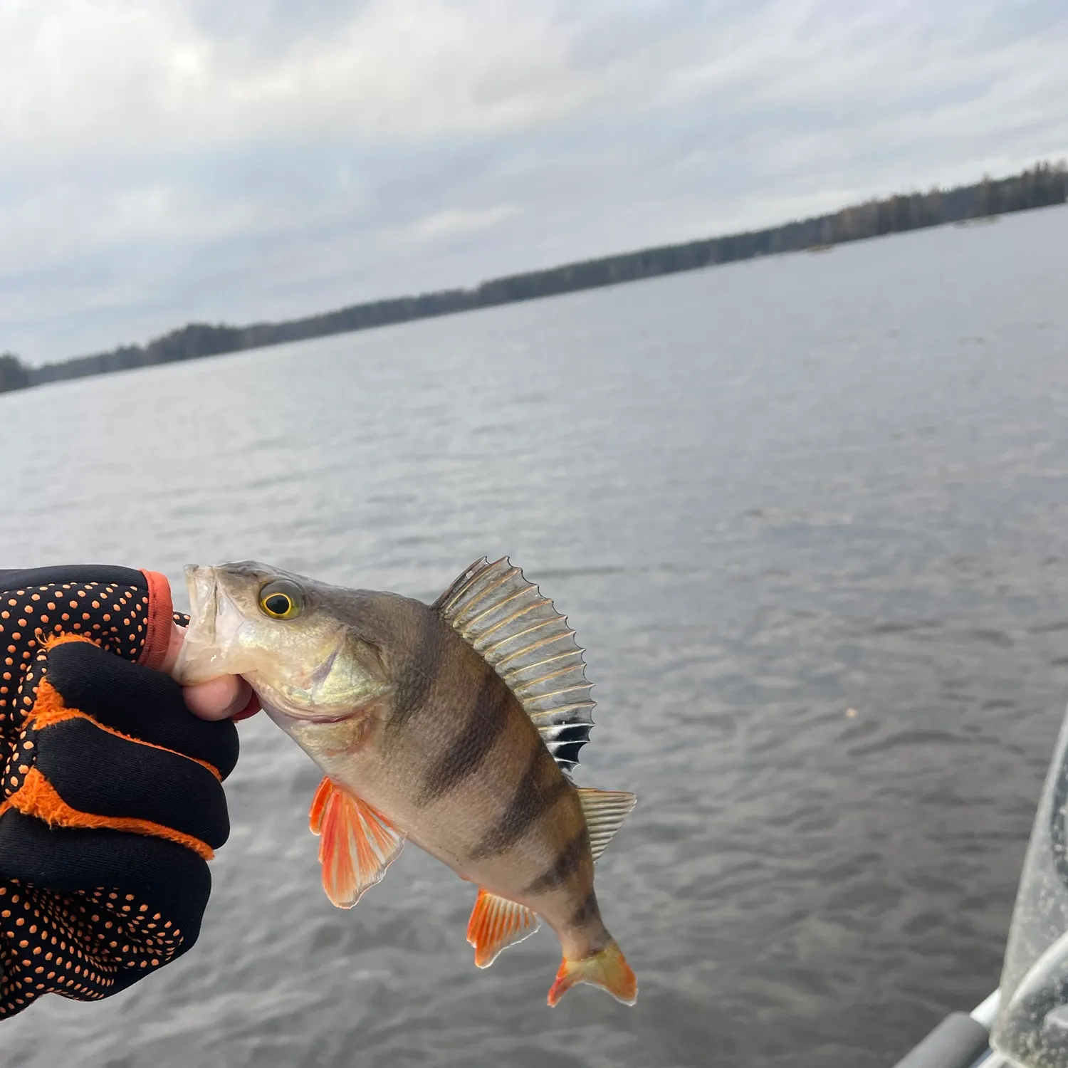 European perch caught on Fishbrain